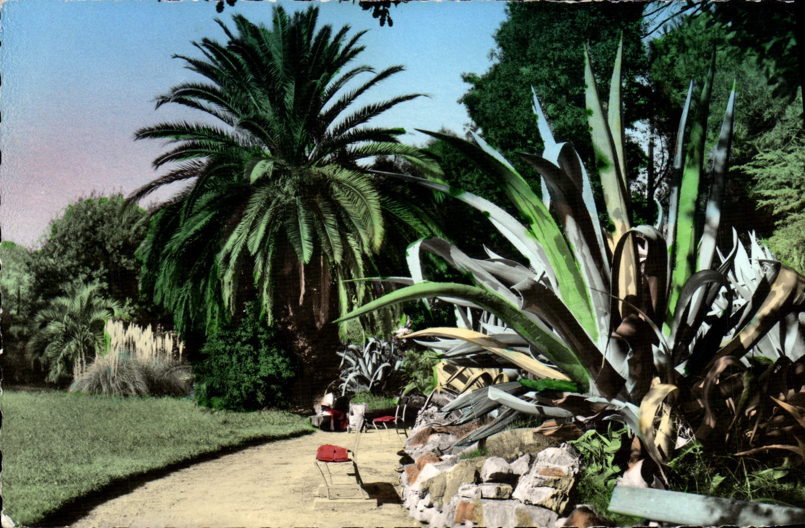 CPM Hyeres Les Palmiers Jardin Olbius Riquier