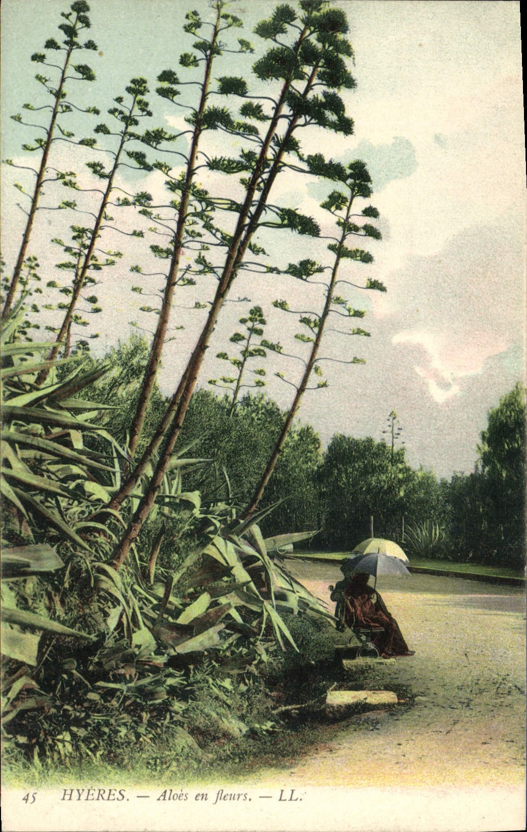 CPA Hyeres Aloes en Fleurs