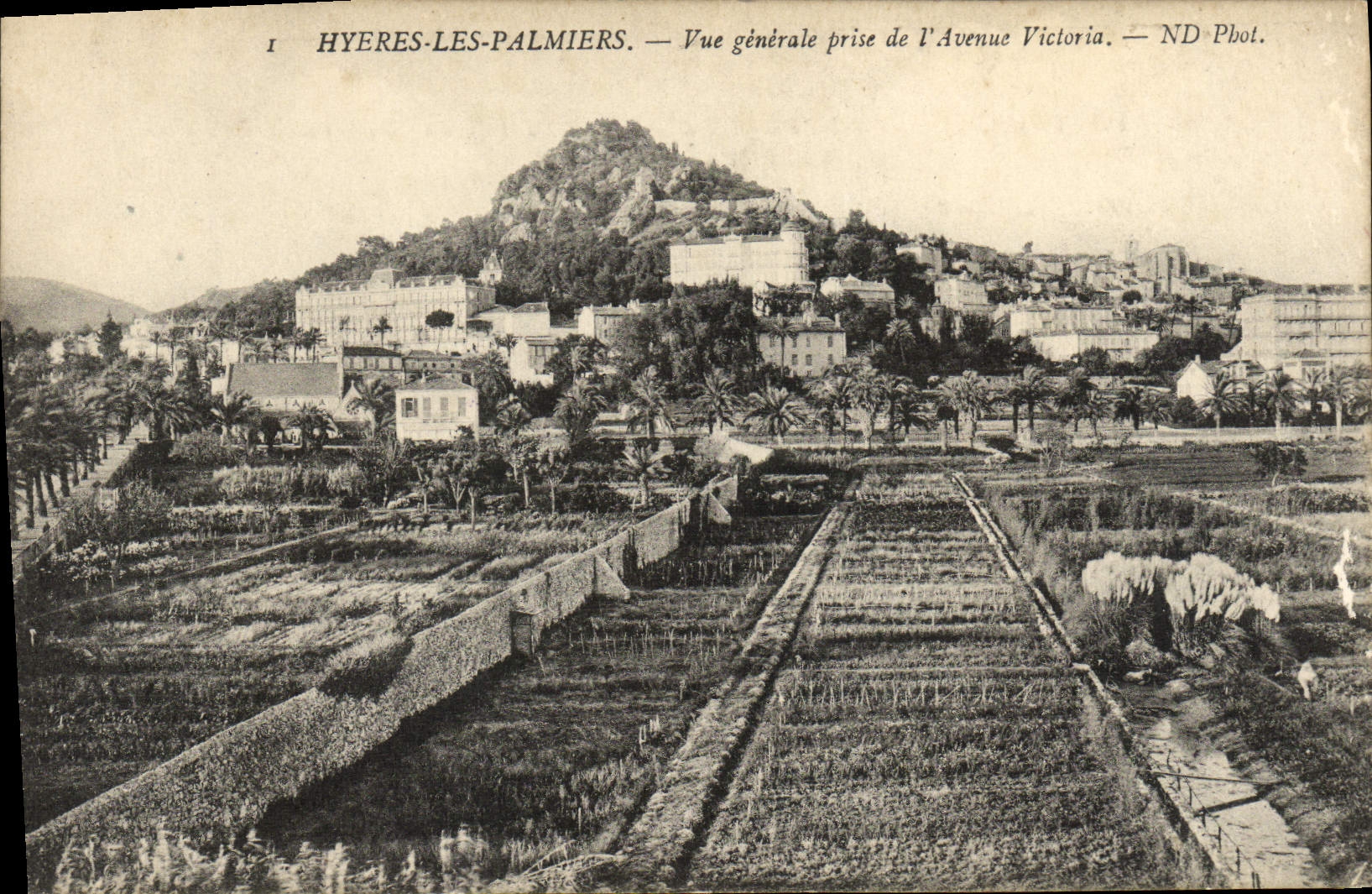 CPA Hyeres Les Palmiers Vue Generale prise de I'Avenue Victoria