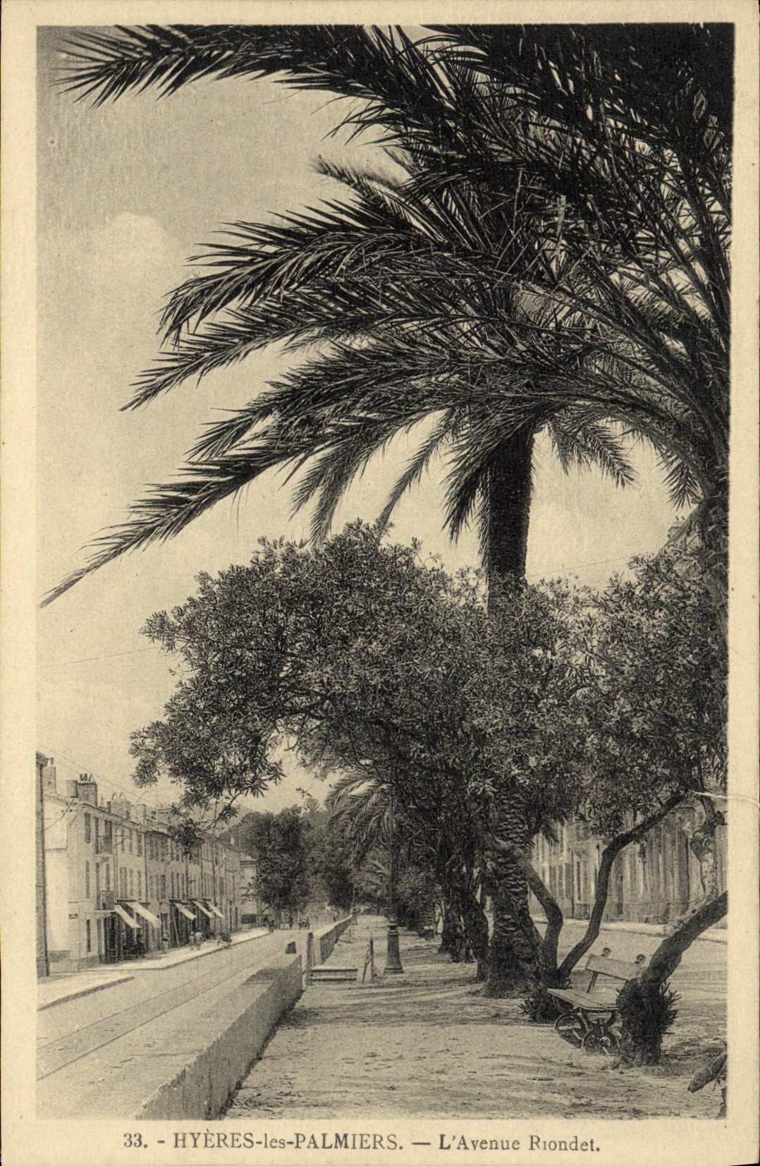 Palmeras de Hyeres de la POSTAL de la VENDIMIA la avenida de Riondet