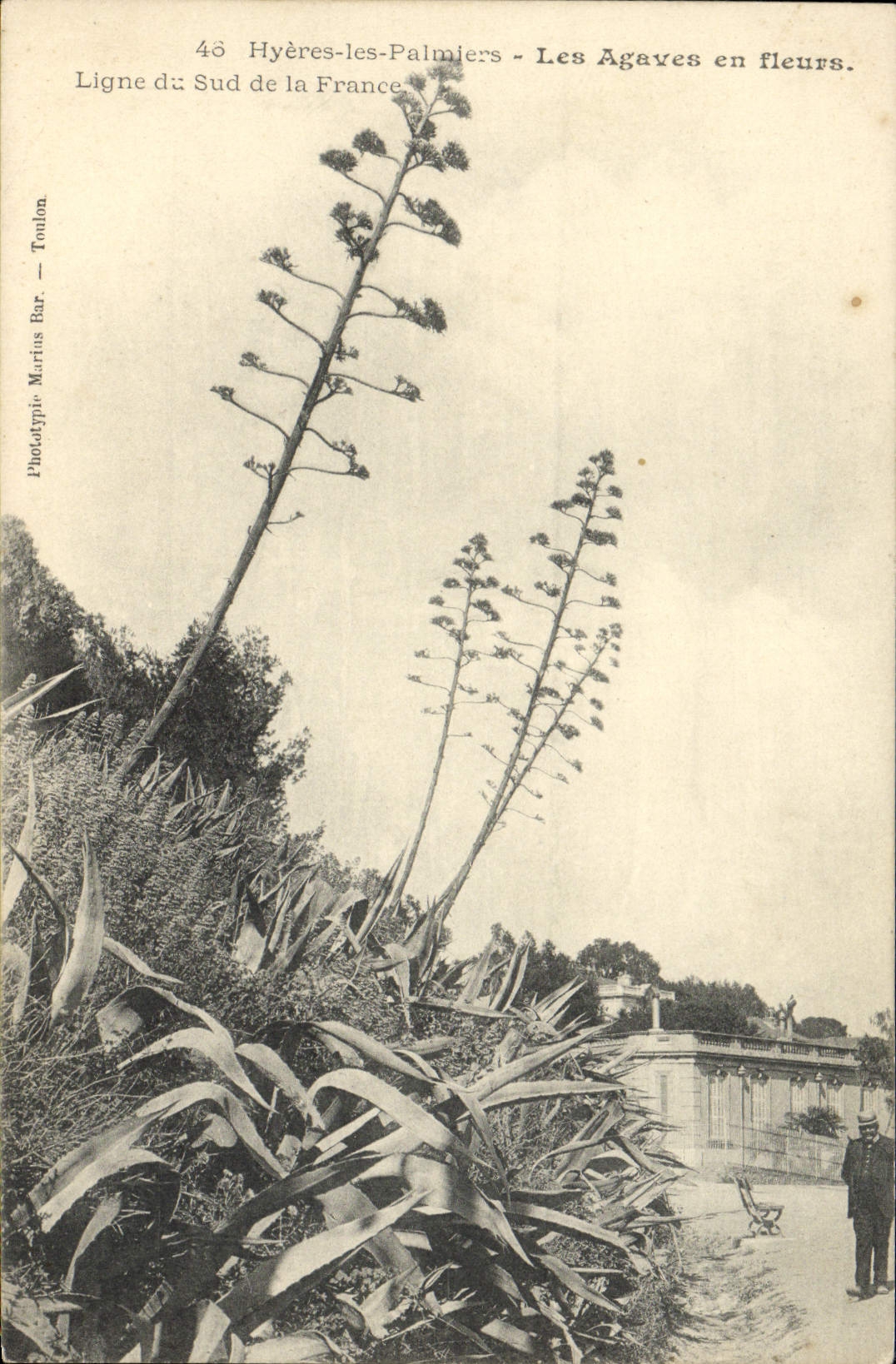 Plantas del sisal de las palmeras de Hyeres de la POSTAL de la VENDIMIA en la línea de las flores del sur de Francia
