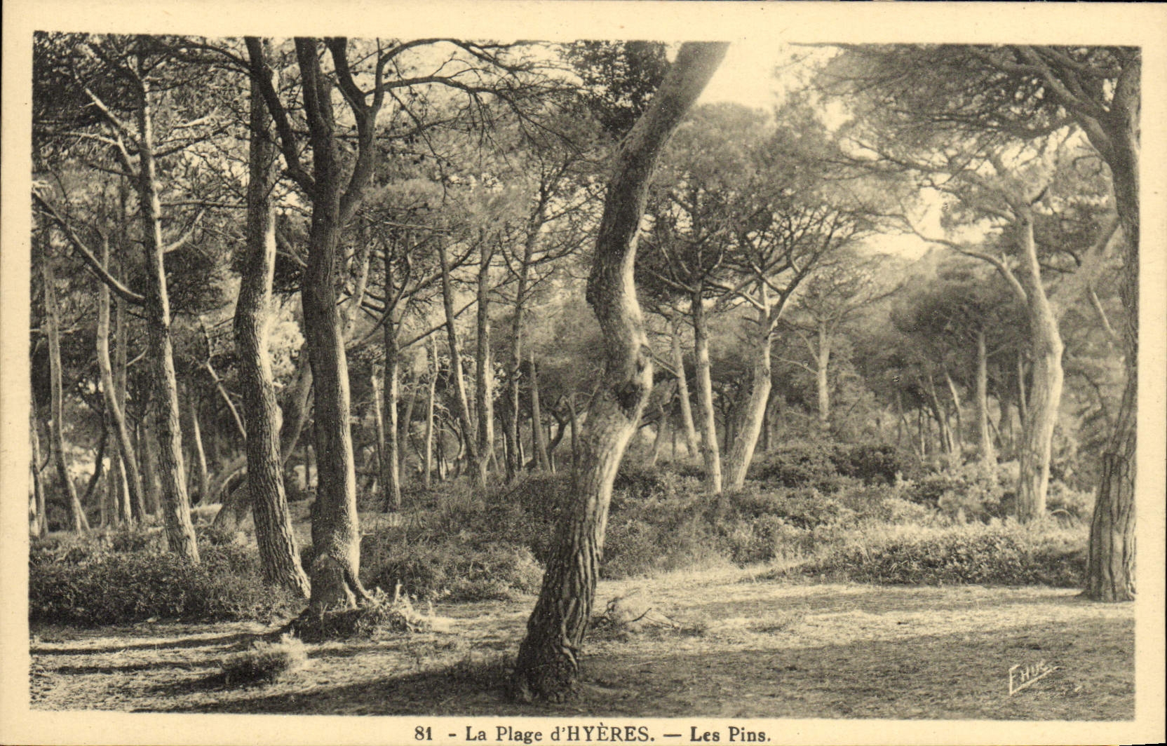 POSTAL de la VENDIMIA la playa de los pinos de Hyeres