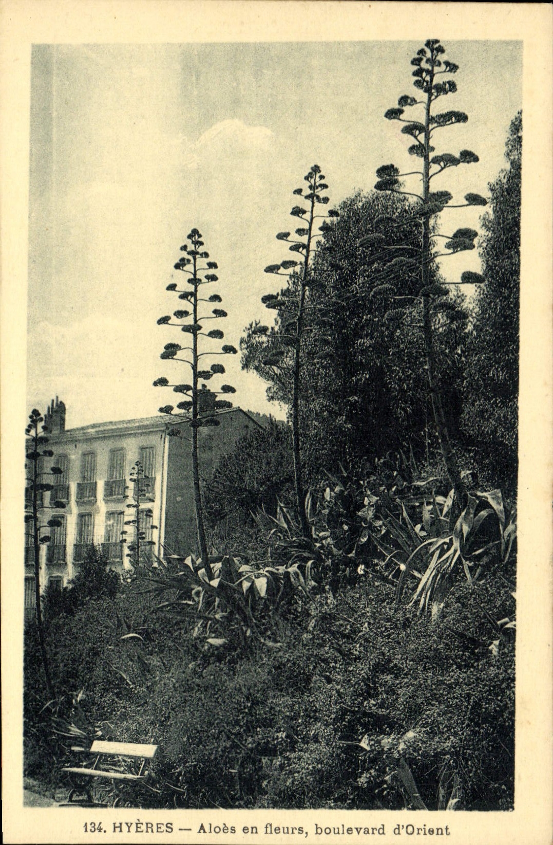 loe de Hyeres de la POSTAL de la VENDIMIA en el bulevar de las flores del este