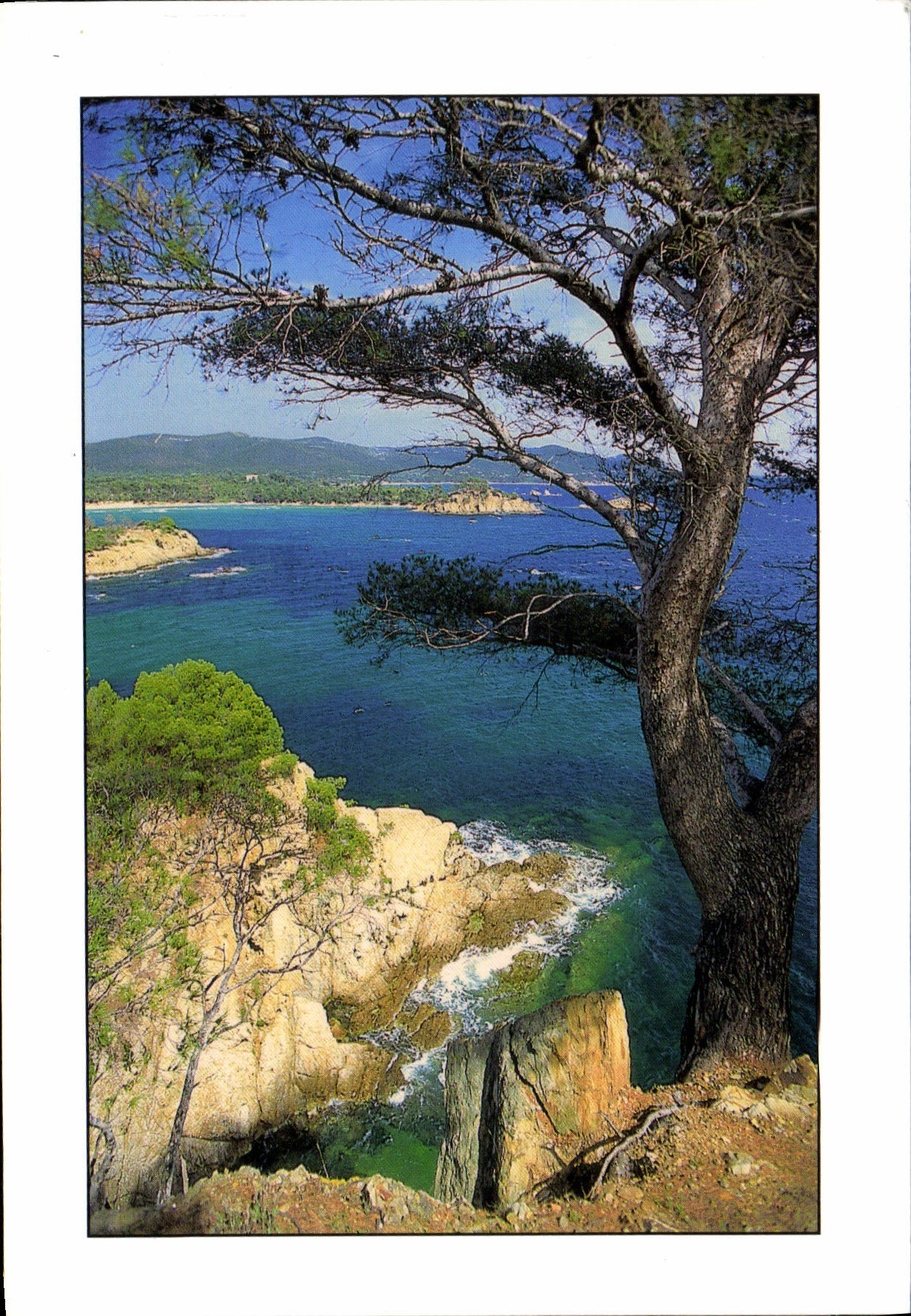 CPM Image du Sud Cote D'Azur