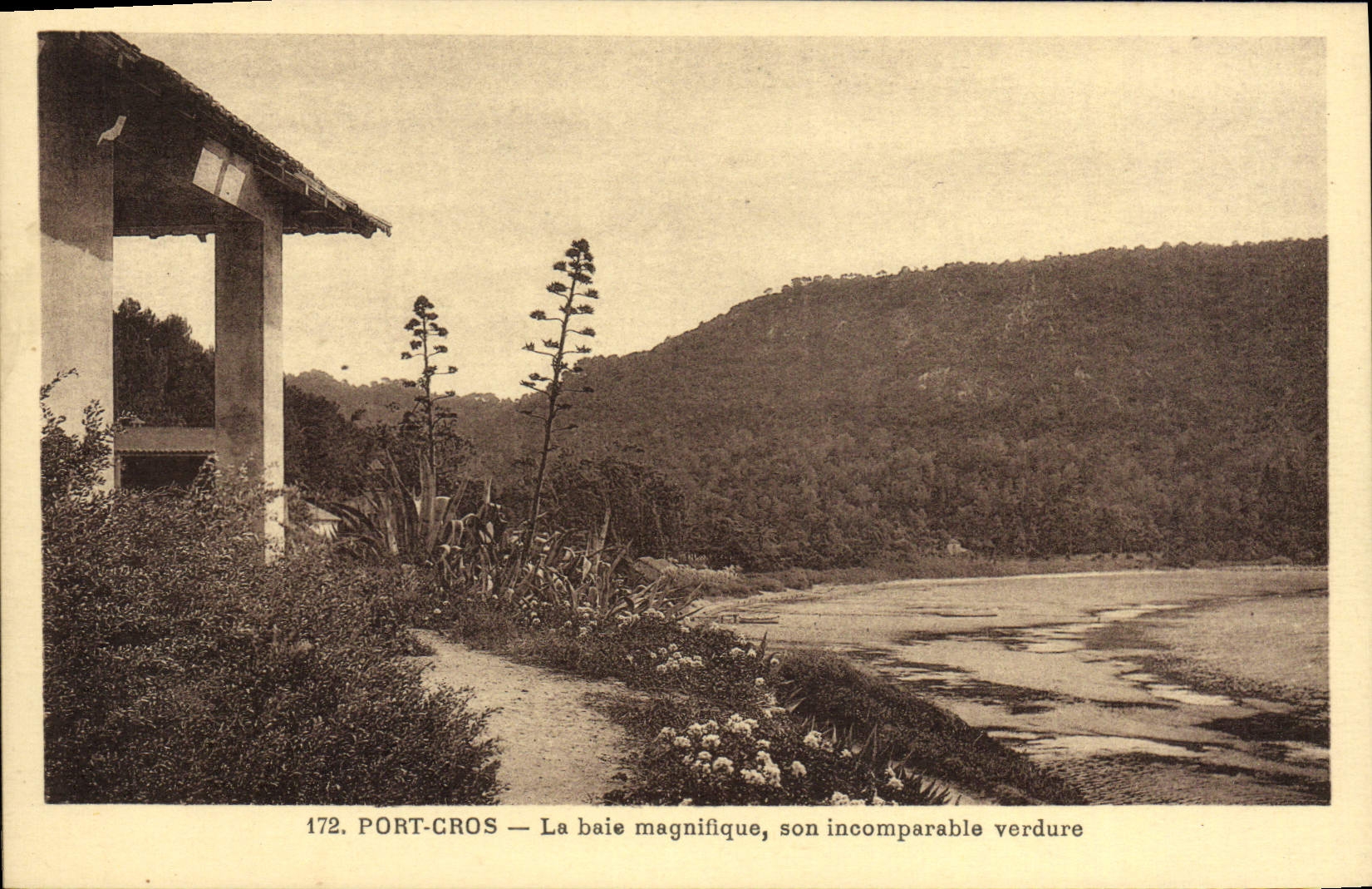 POSTAL MODERNA raza a campo través portuaria el verdor incomparable del sojn espléndido de la bahía