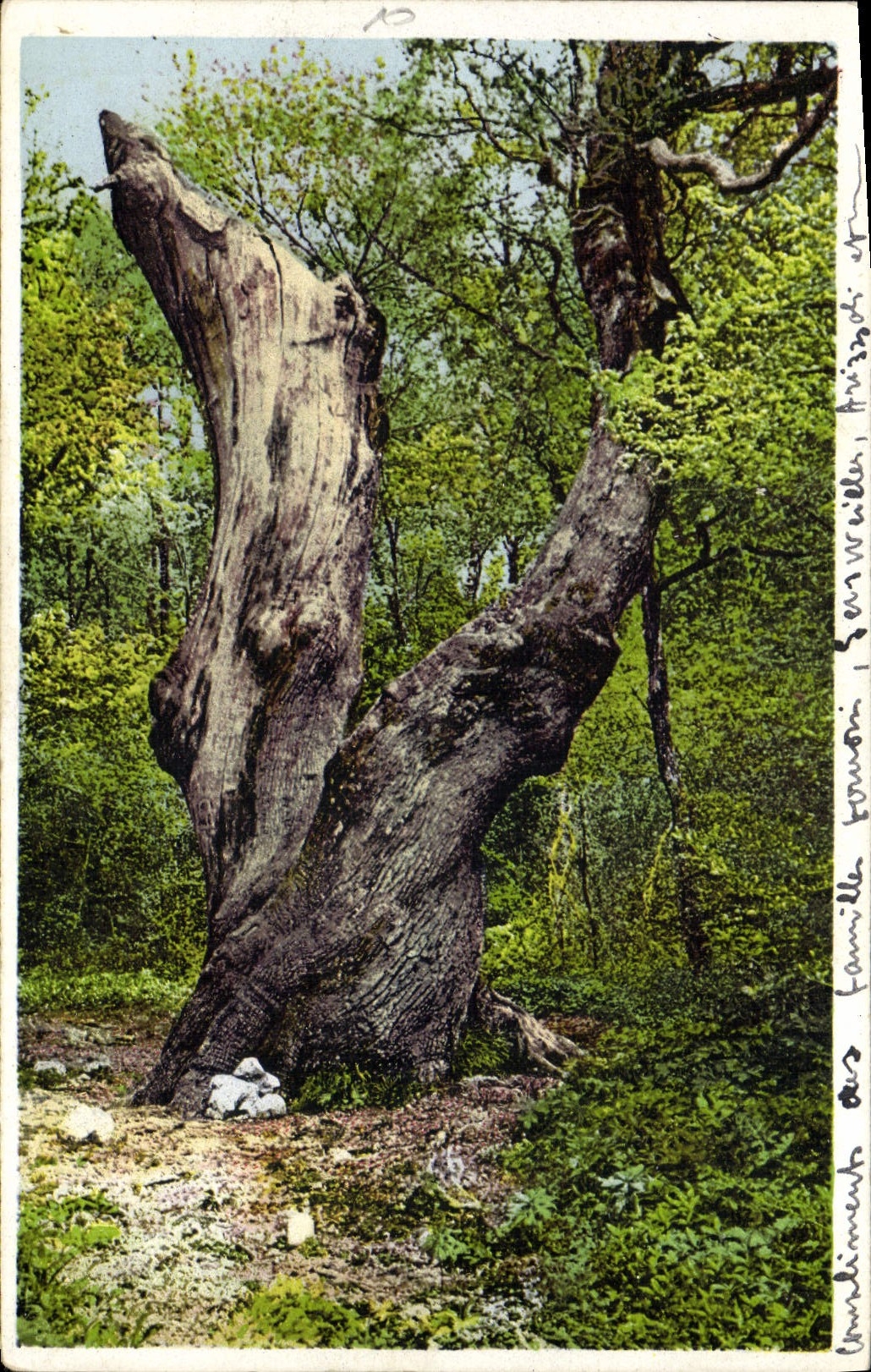 Comercio del hotel de la POSTAL de la VENDIMIA Sainte del bálsamo