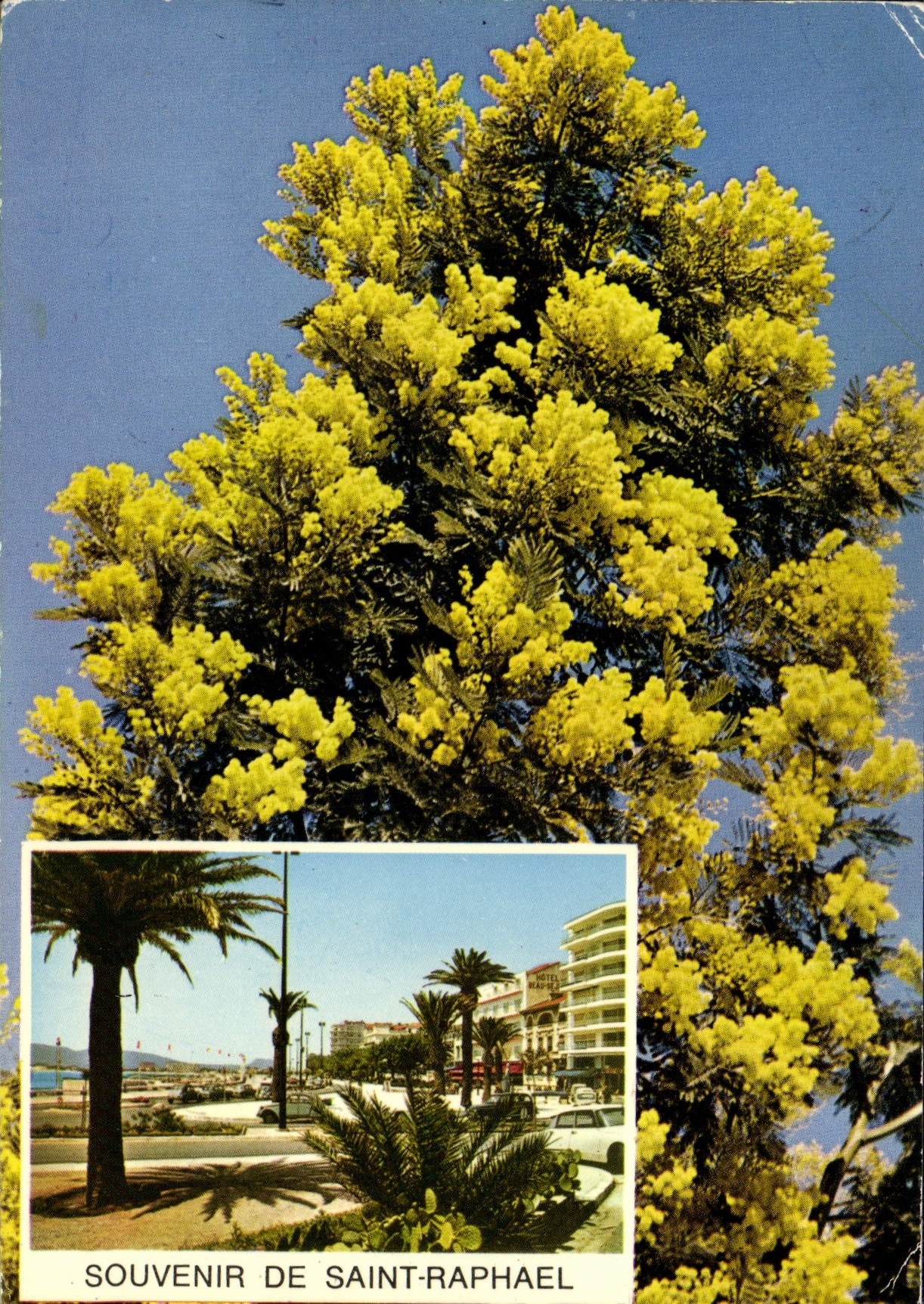 CPM Souvenir de Saint Raphael