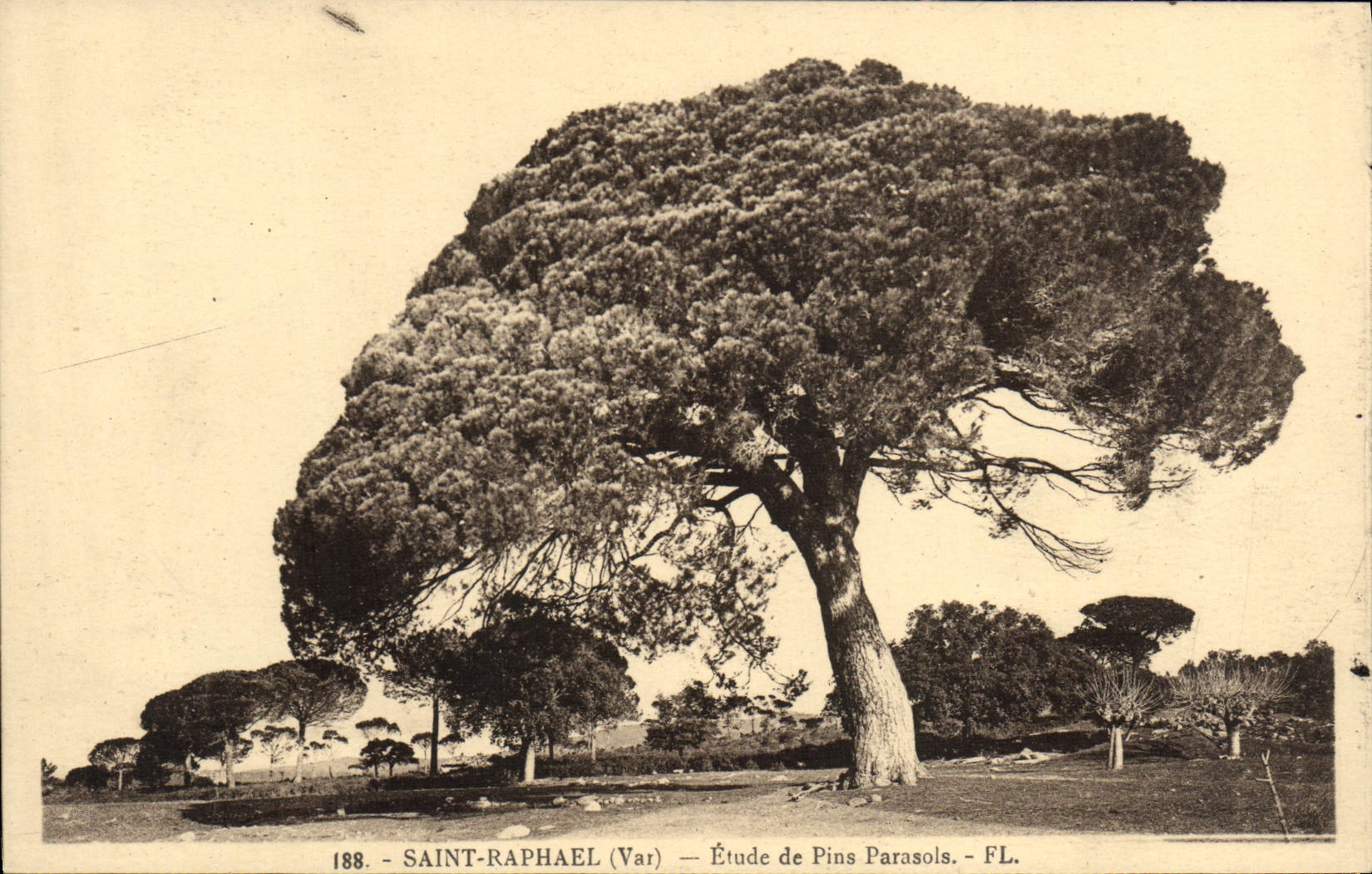 Detalles santos de Raphael de la POSTAL de la VENDIMIA de los pinos de paraguas