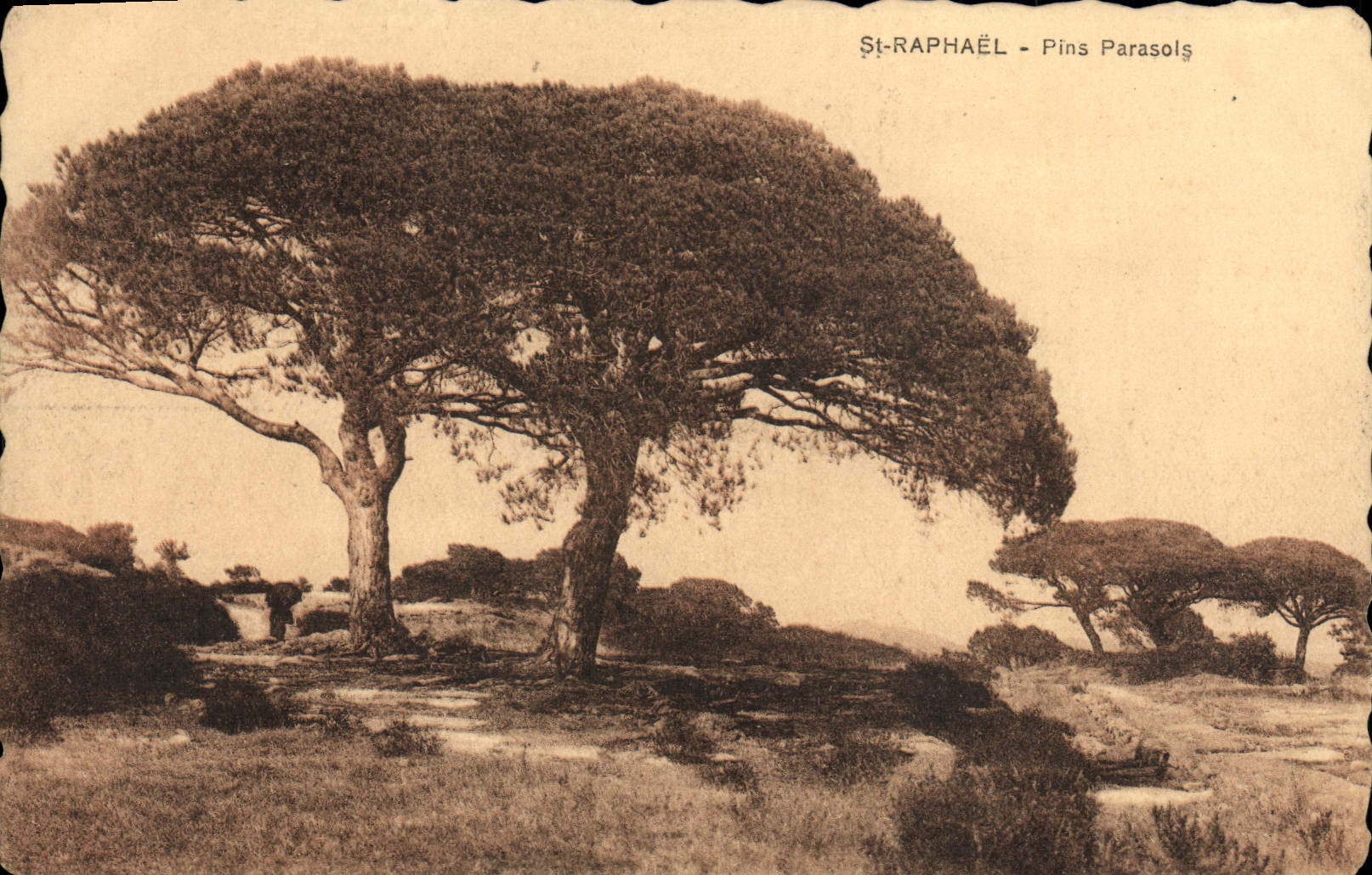 Pinos de paraguas de Raphael del St de la POSTAL de la VENDIMIA