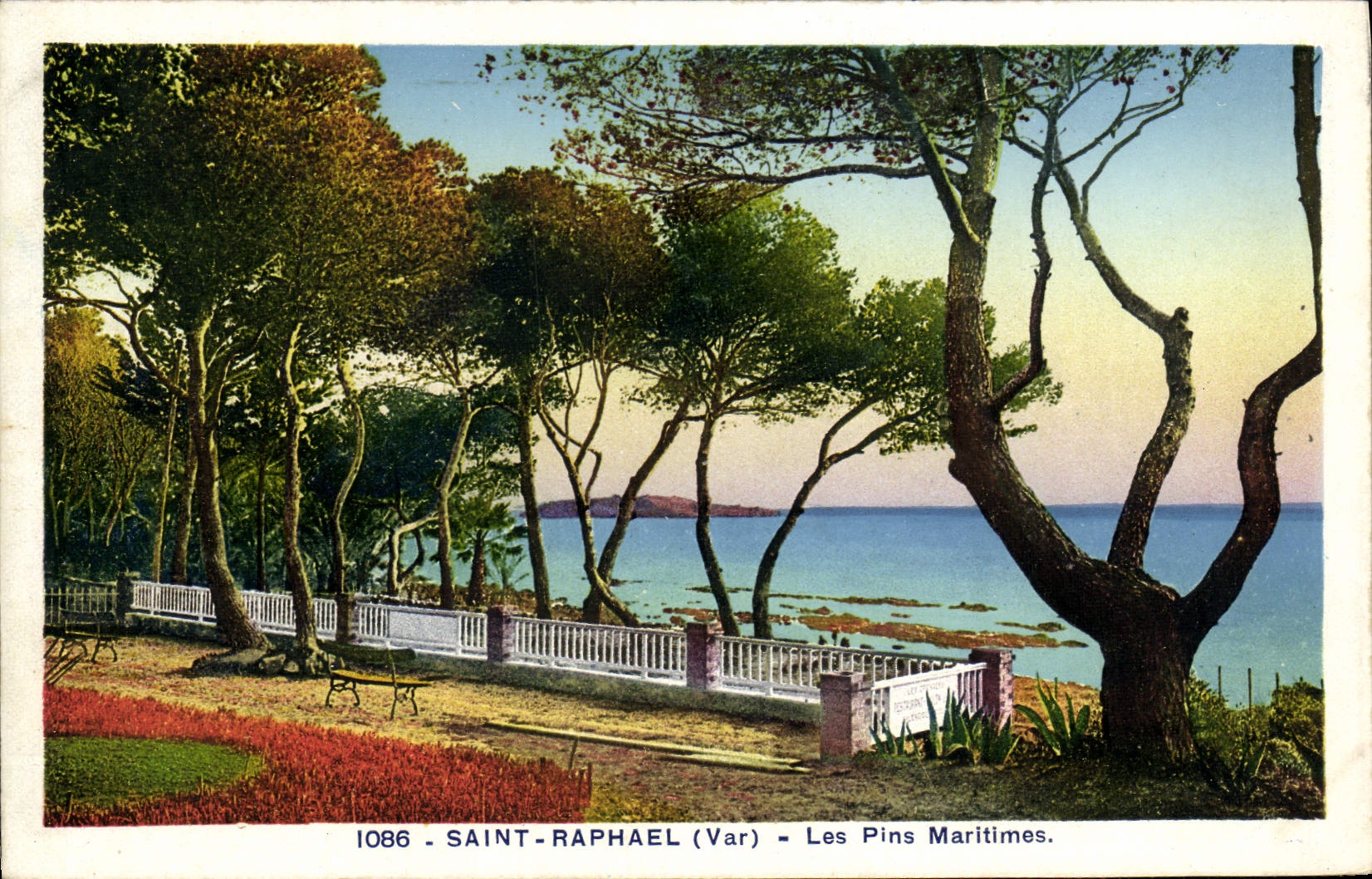 Pinos marítimos santos de Raphael de la POSTAL de la VENDIMIA