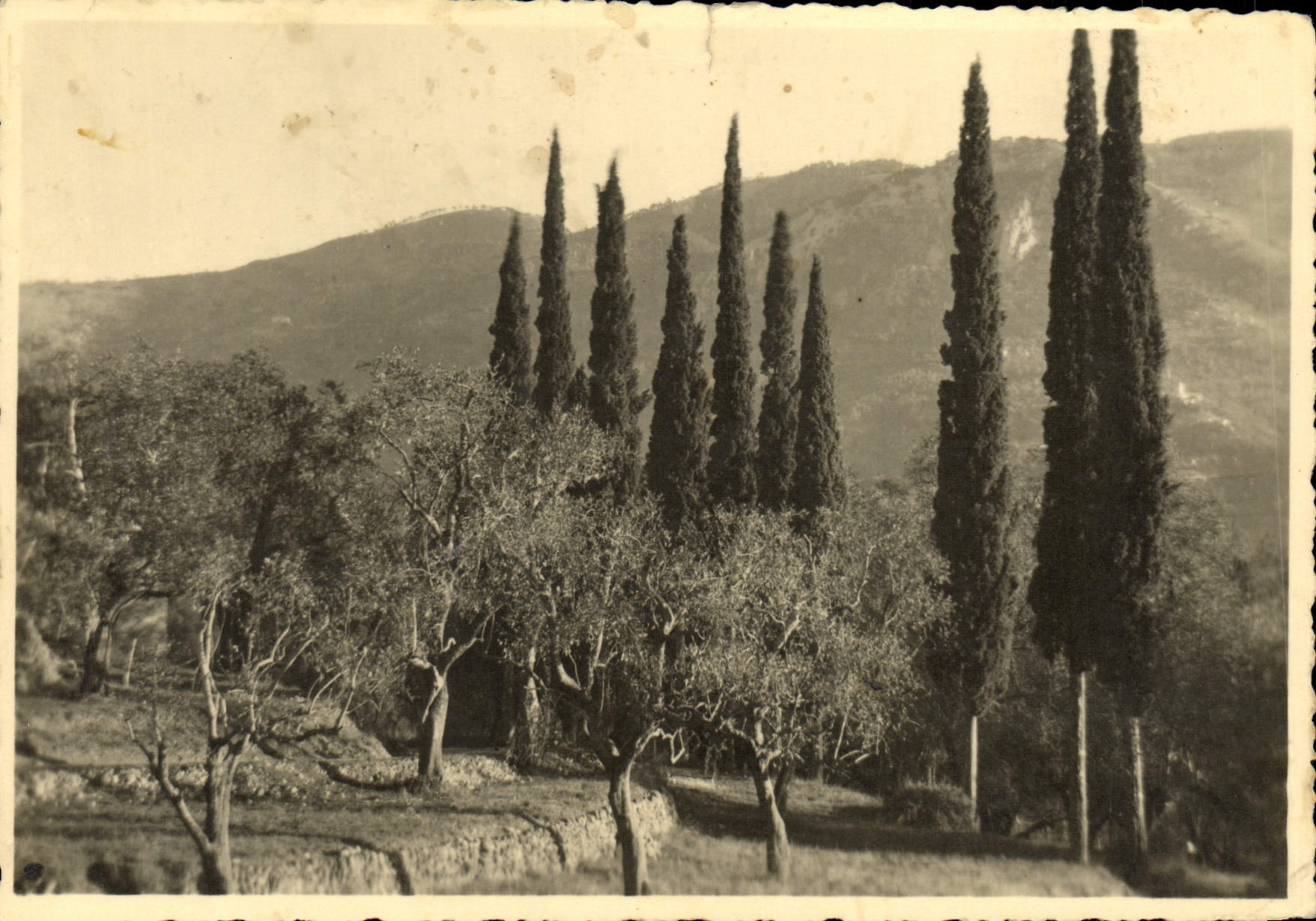 VINTAGE POSTCARD Holy Tropez