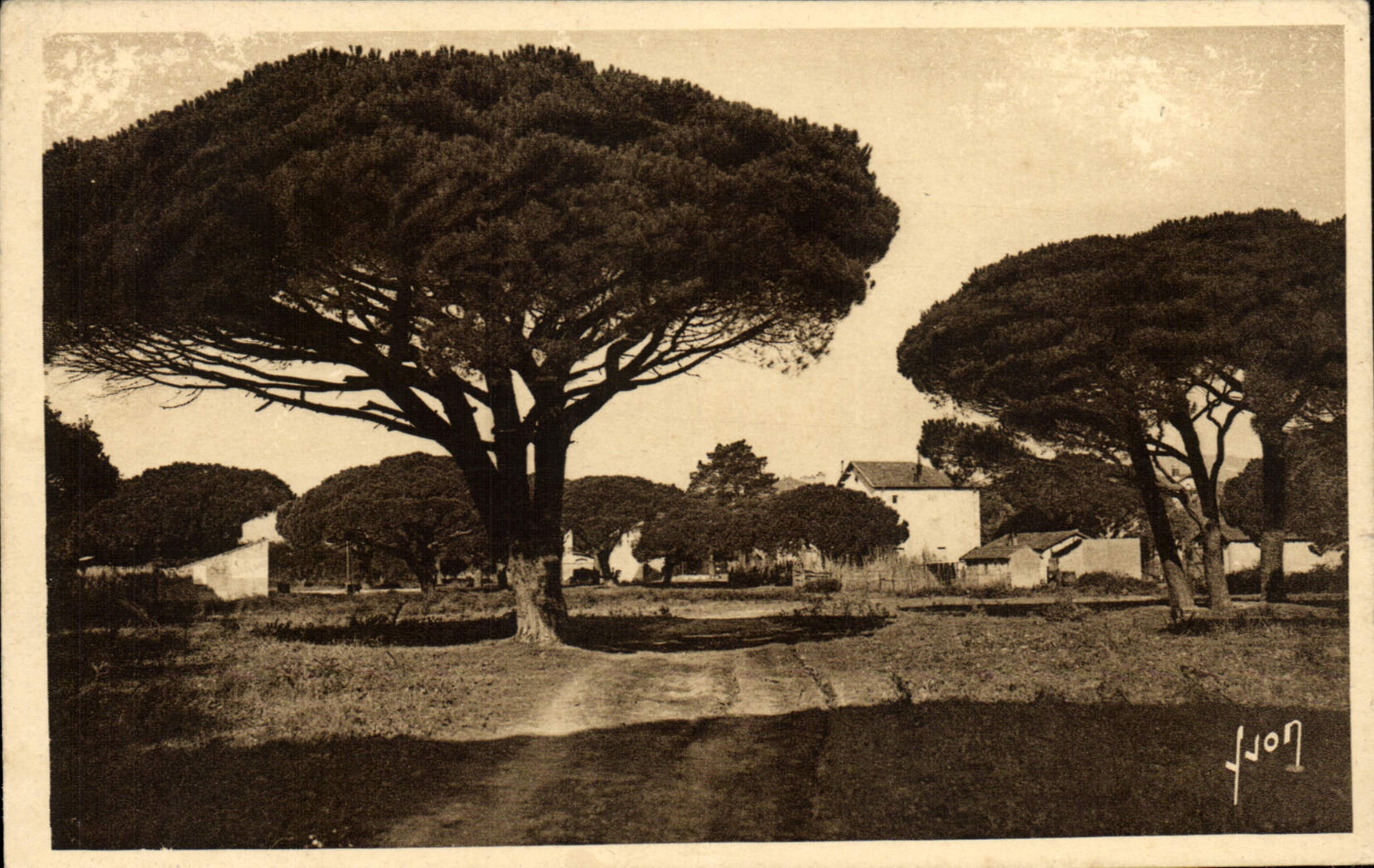 VINTAGE POSTCARD Holy Tropez Maritime pines