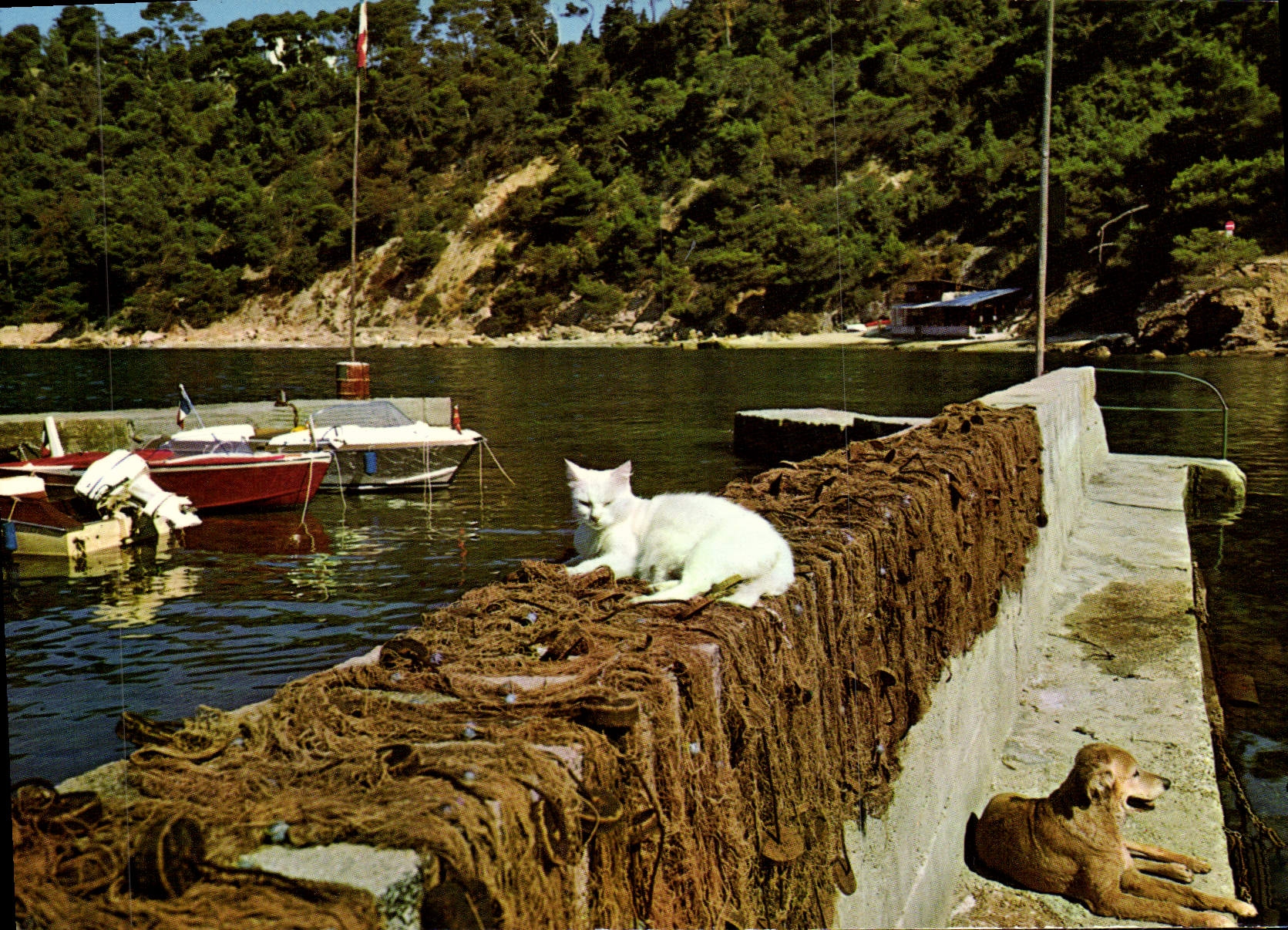 CPM Toulon Port Mejean au la paix au Port Chat Chein 