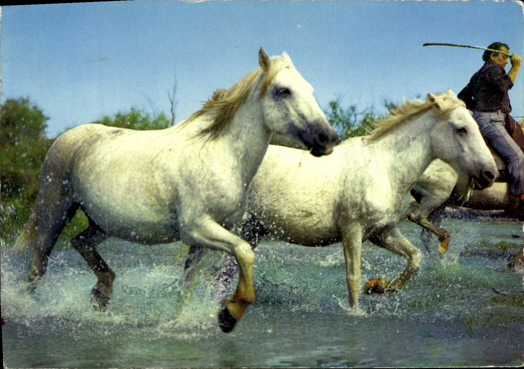 CPM En Camargue a travers les marais Chevaux 
