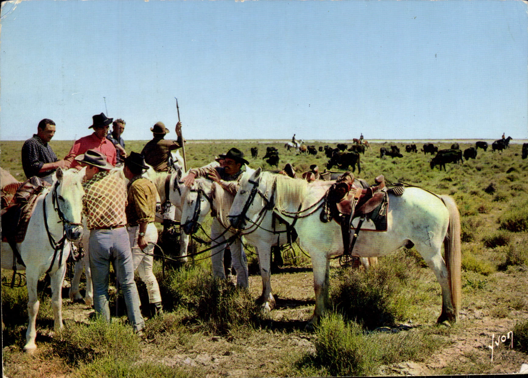 CPM En Camargue Selection des Taureaux Pour la Course
