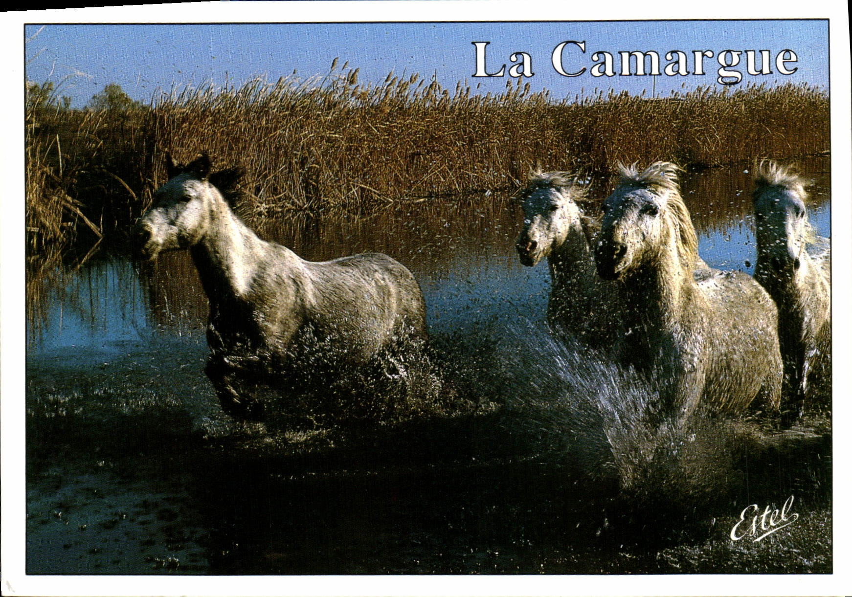 CPM La Camargue Chevaux 