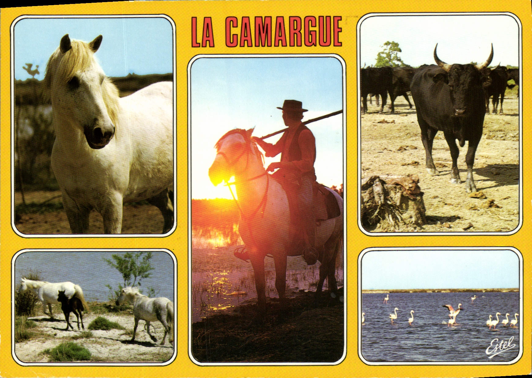 CPM La Camargue Cheval camarguais Gardian au couchant