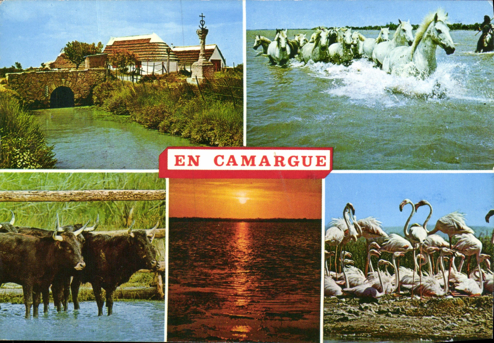 CPM Camargue Souvenirs Chevaux Taureaux Flamants roses