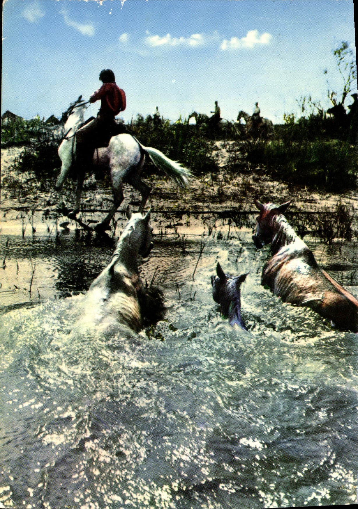CPM La Camargue Passage d'Un Gue Chevaux