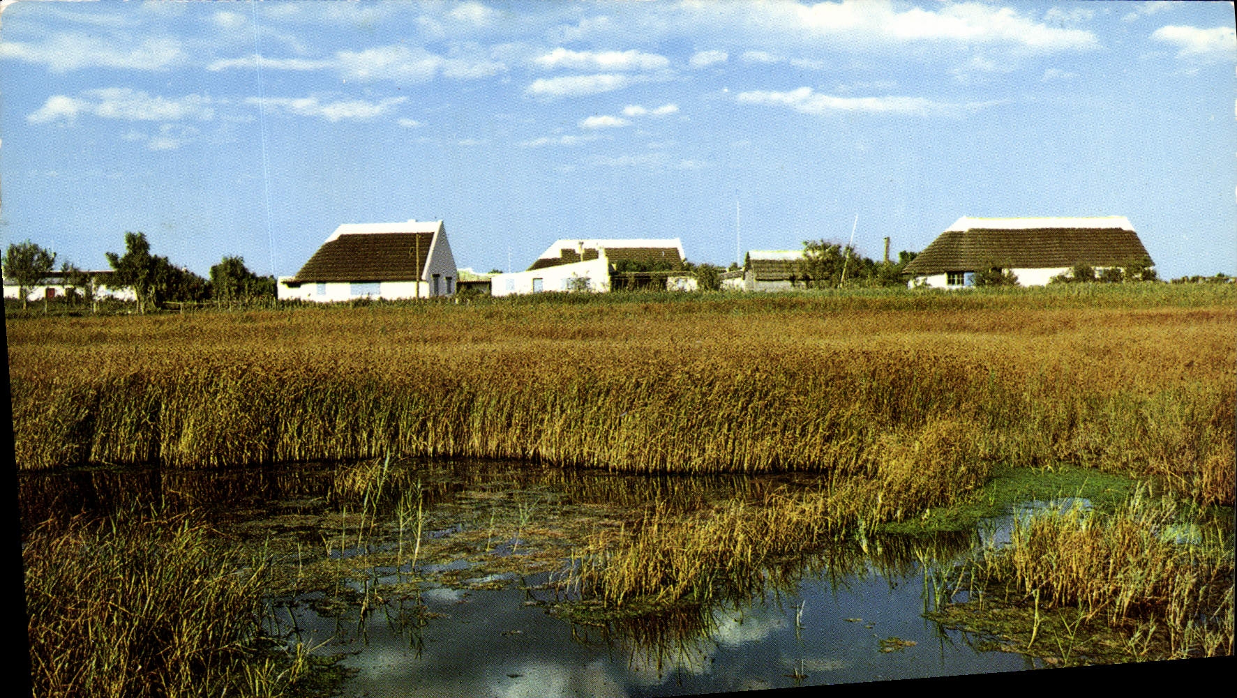 CPA Camargue Pays de Chasse et d'Elevage