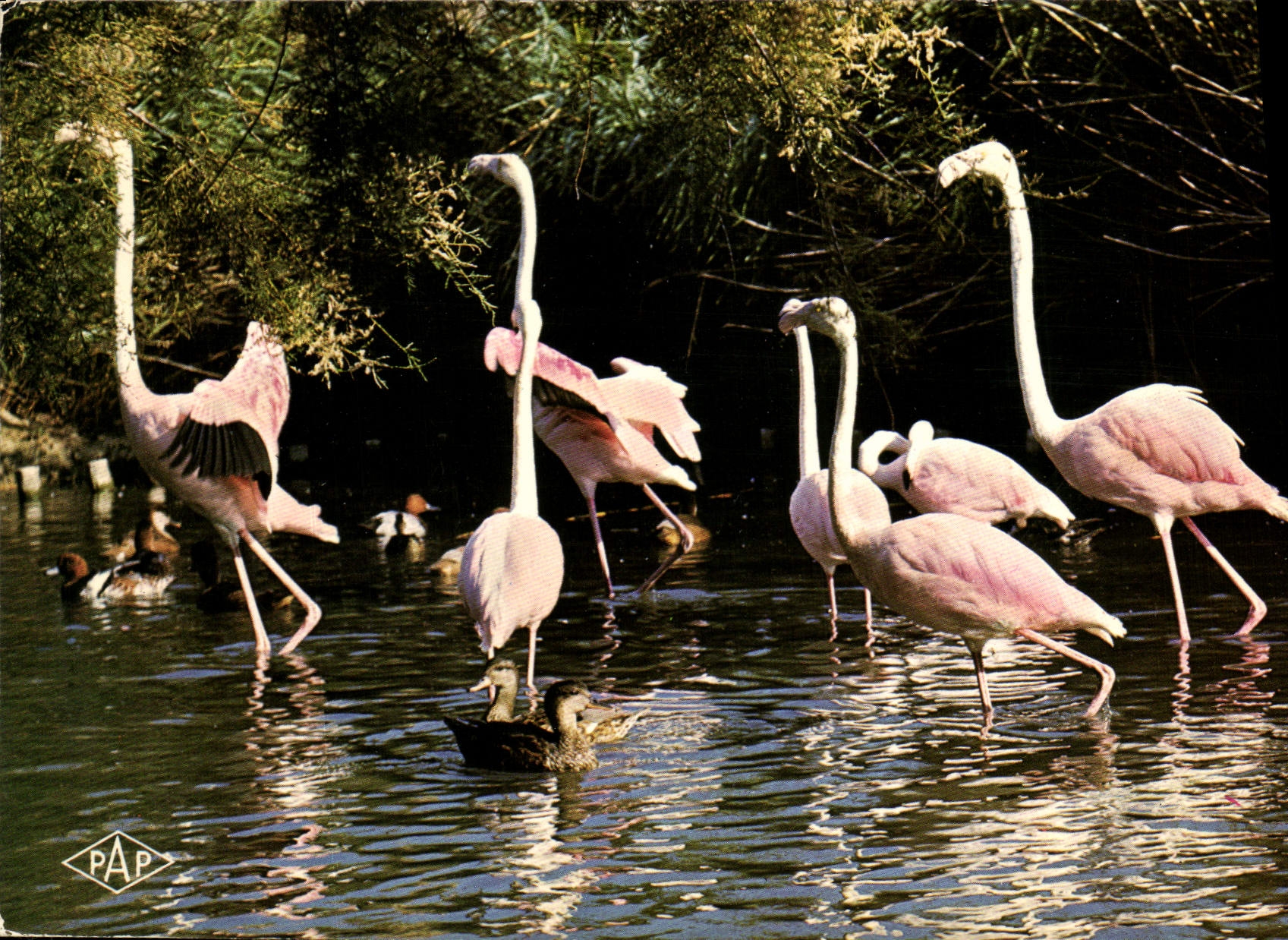 CPA En Camargue Languedoc Roussillon Flamants roses