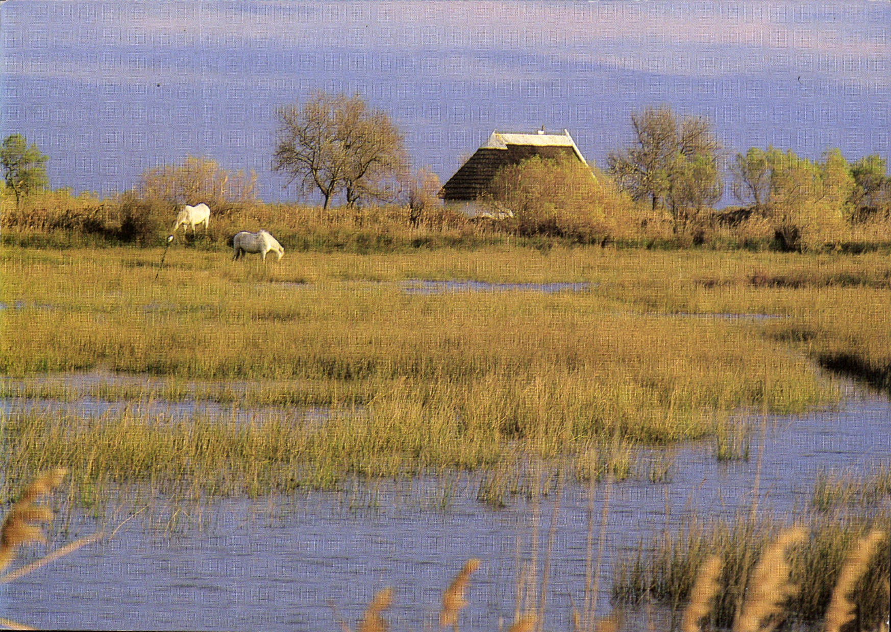 CPM La Camargue Paysage