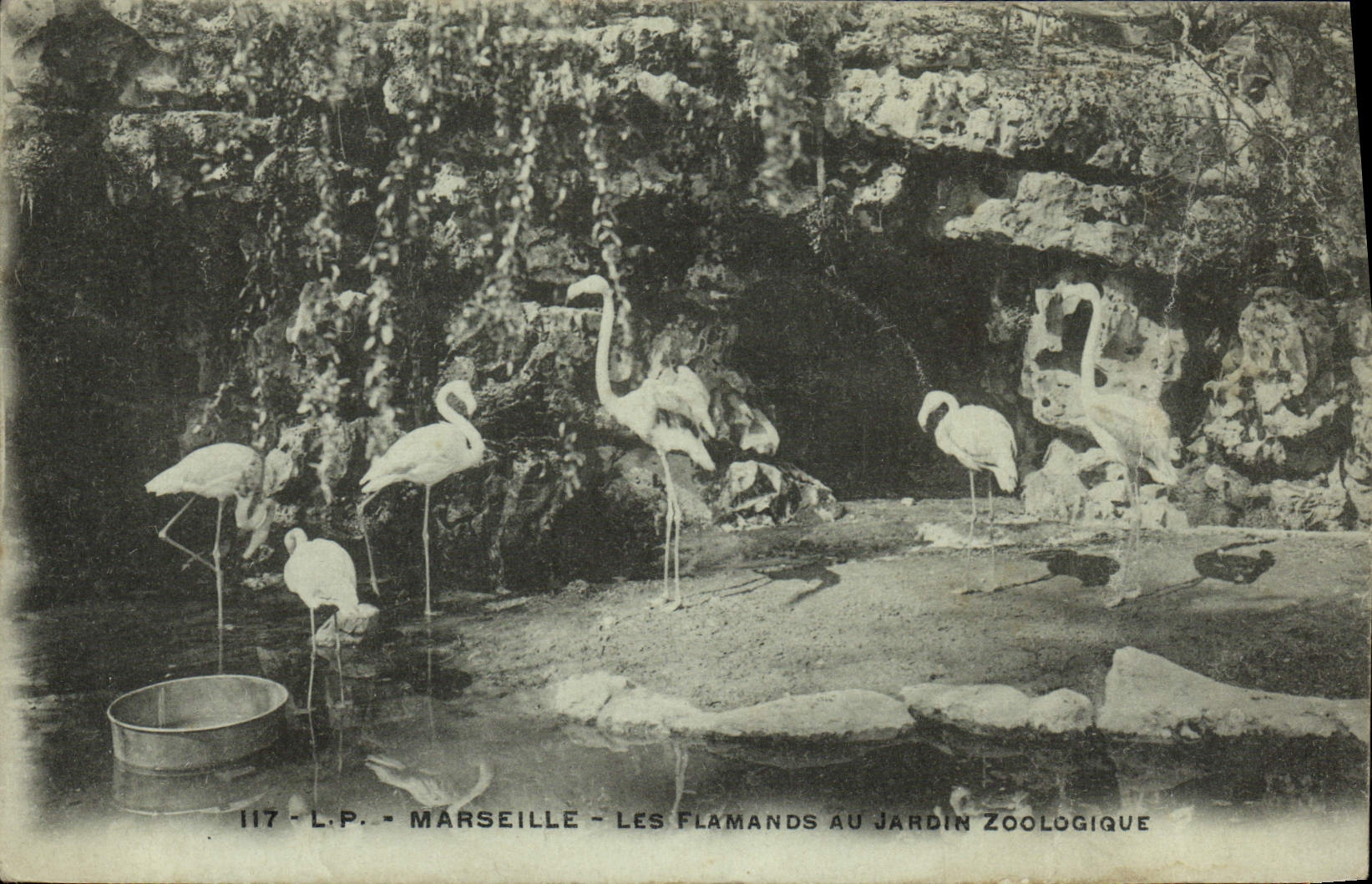 CPA Marseille Les Flamands au Jardin Zoologique Zoo