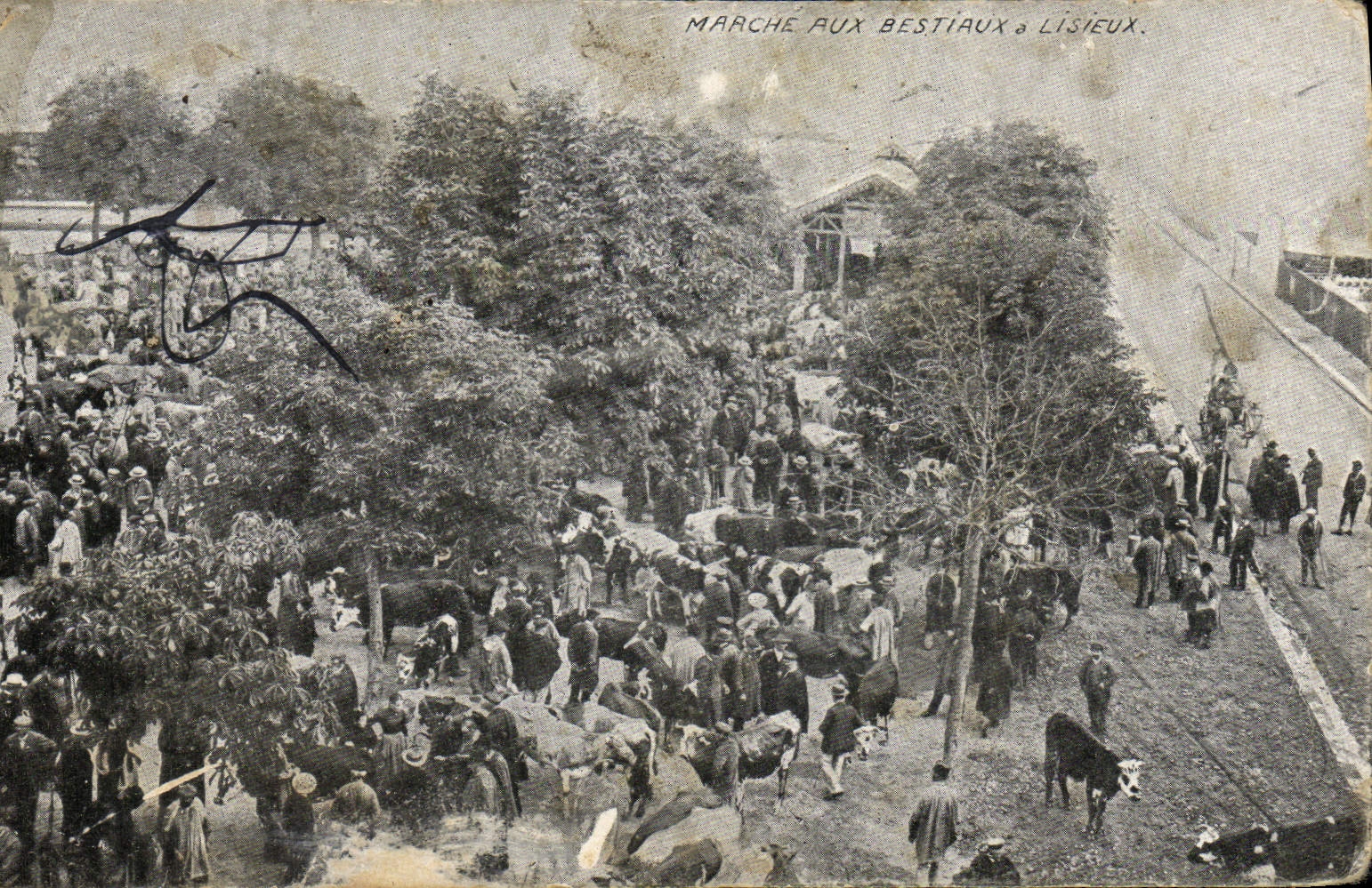 VINTAGE POSTCARD Marche with Cattle has Lisieux