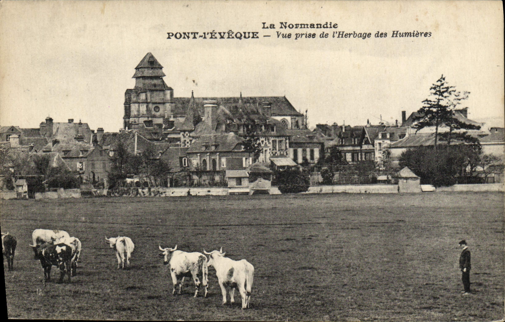VINTAGE POSTCARD Normandy Pont-l'Ev4eque cheese seen from of the pasture of Hunieres Cows