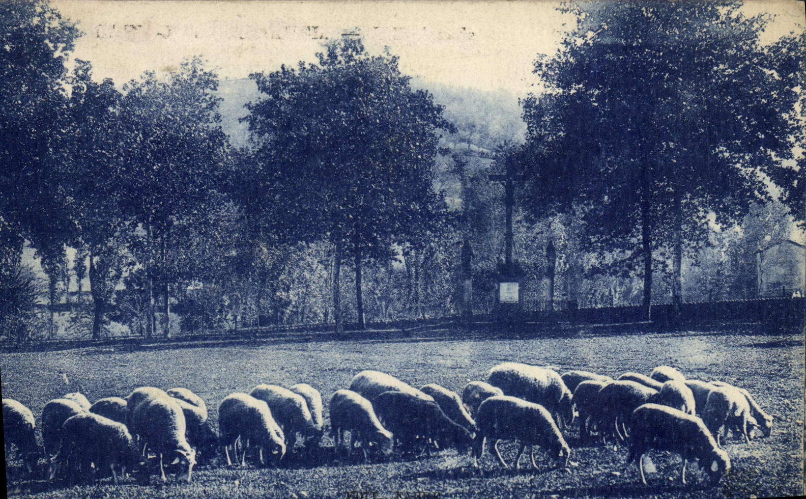 VINTAGE POSTCARD Aveyron Sheep