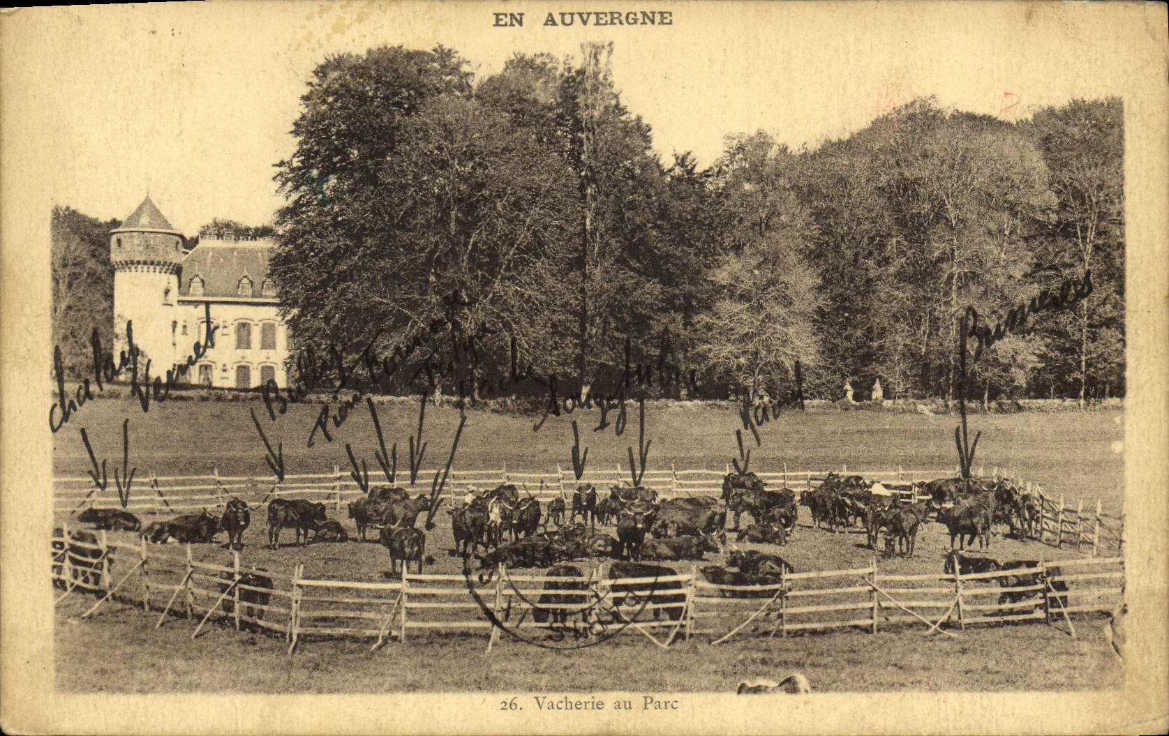 VINTAGE POSTCARD In Auvergne Nasty trick year Park Cows