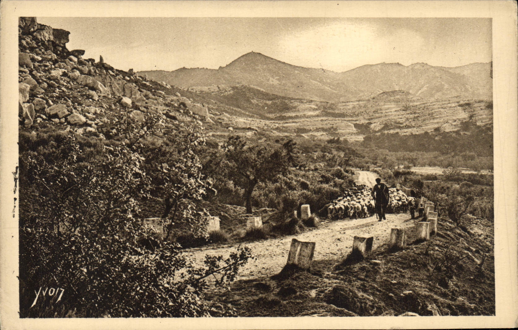 CPA Sur la route de St Remy aux Baux Berger et moutons 