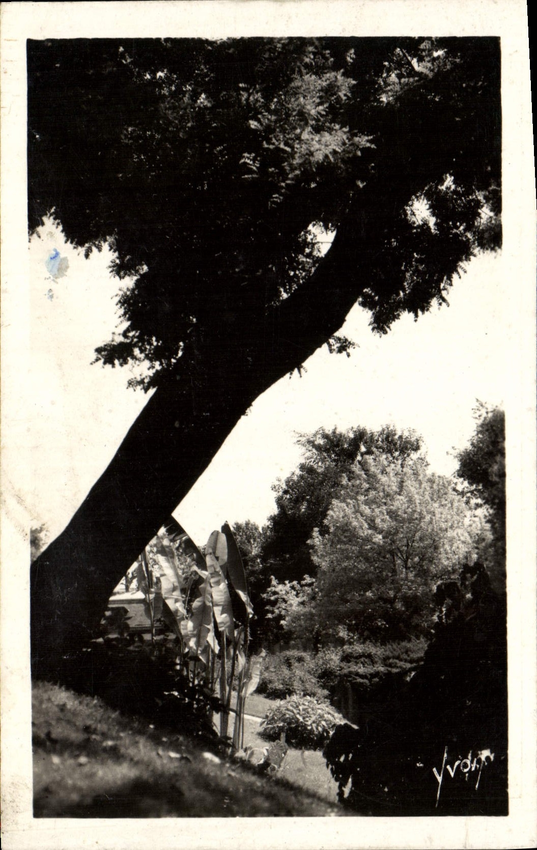 POSTAL Vichy de la VENDIMIA una esquina bonita del parque de Celestins