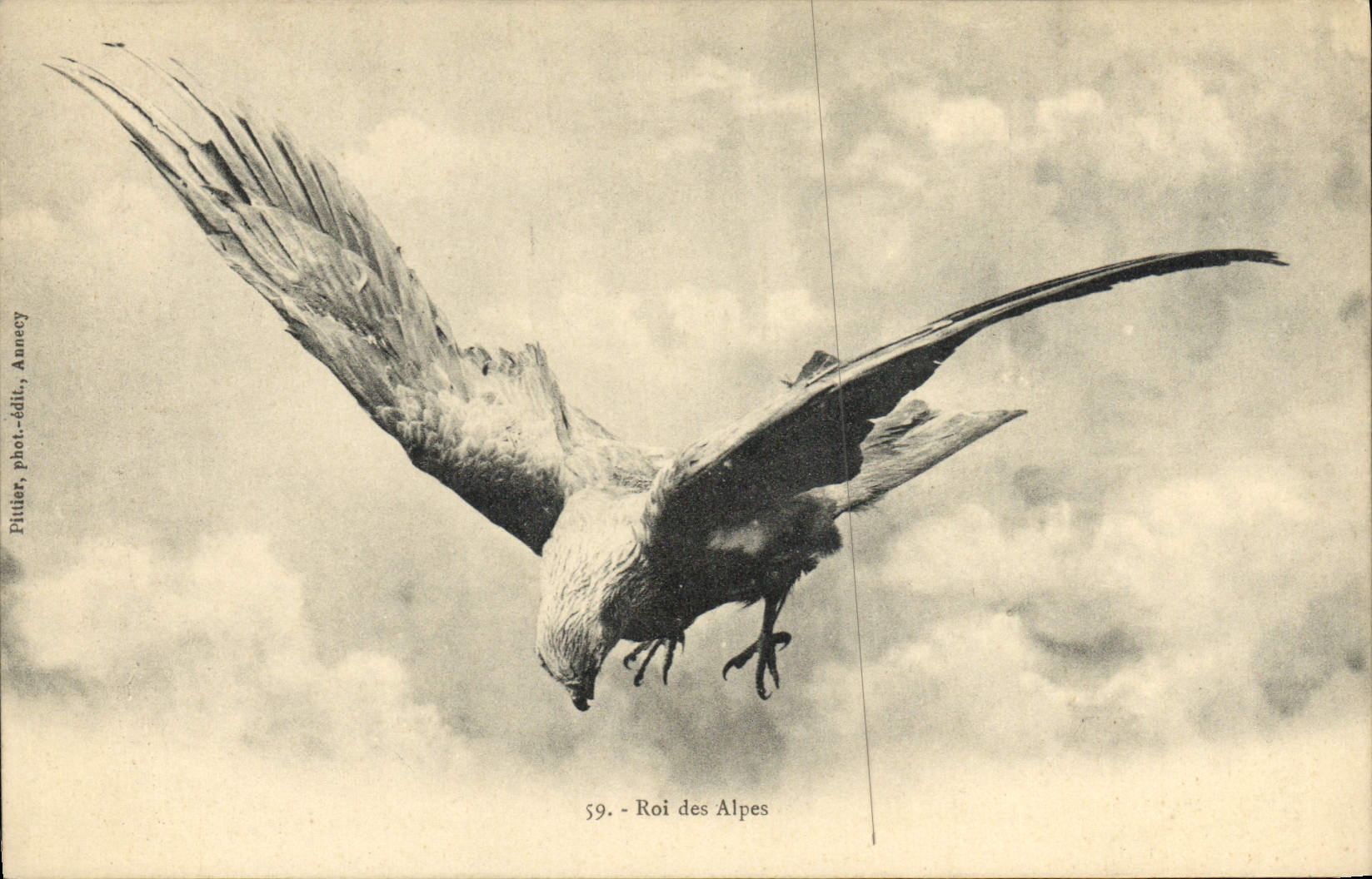 VINTAGE POSTCARD King Of the Alps Eagle Raptor bird