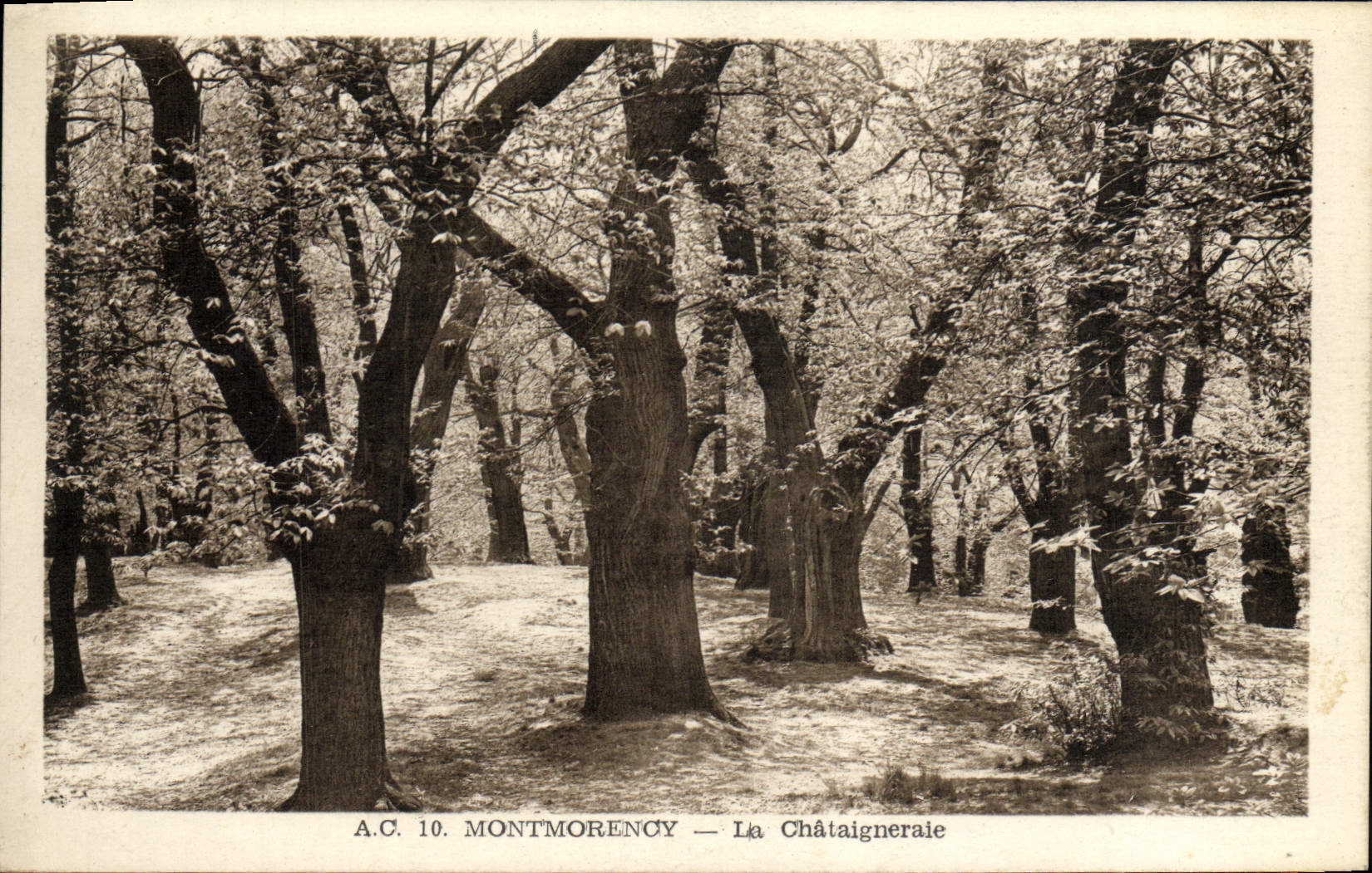 VINTAGE POSTCARD Montmorency Chataignerale