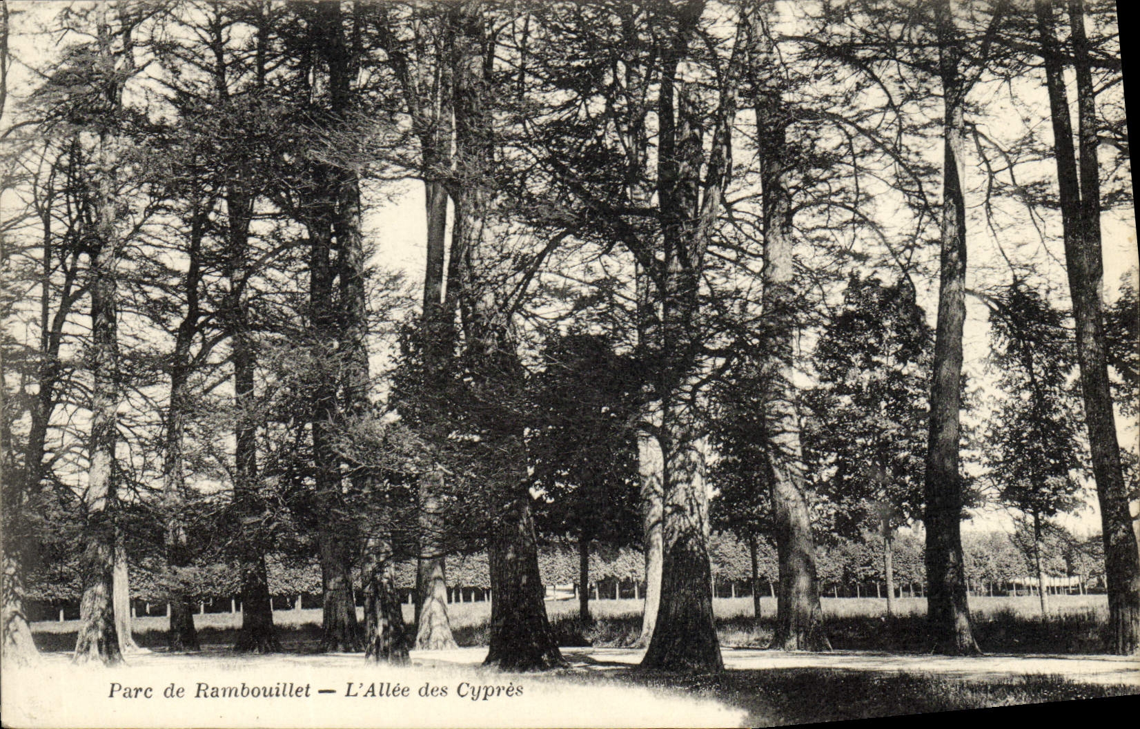 CPA Parc de Rambouillet L'Allee des cypres