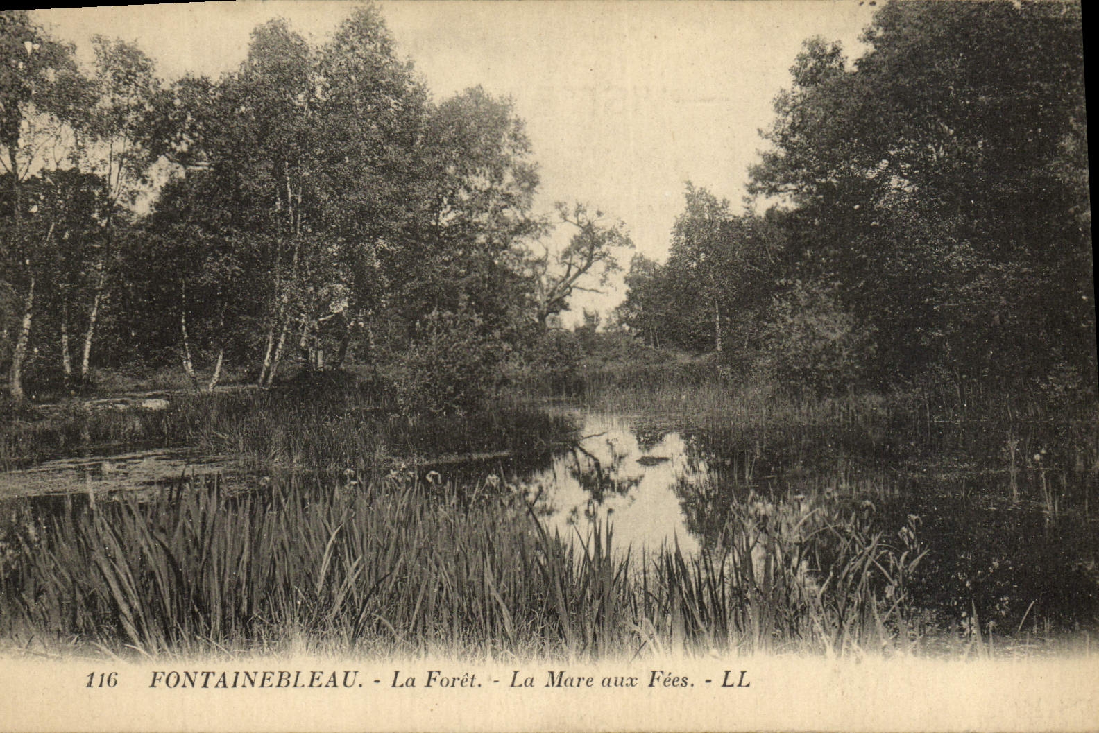 CPA Fontainebleau La Foret La Mare Aux Fees