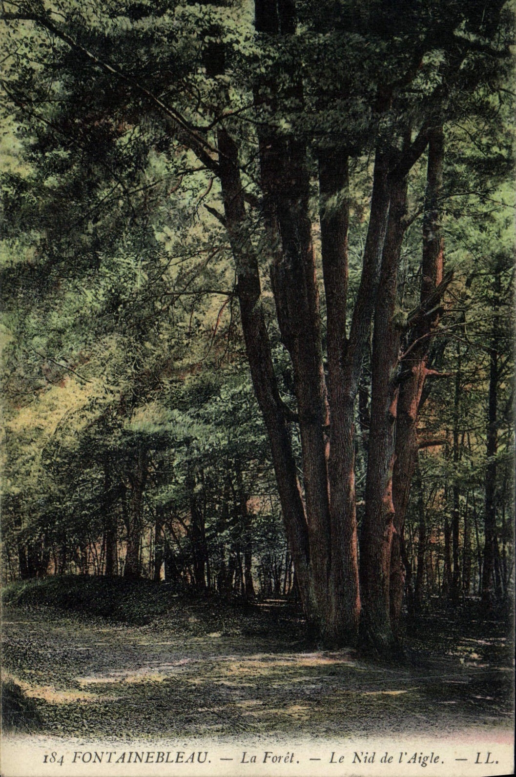 CPA Fontainbleau La Foret Le Nid De l'Aigle