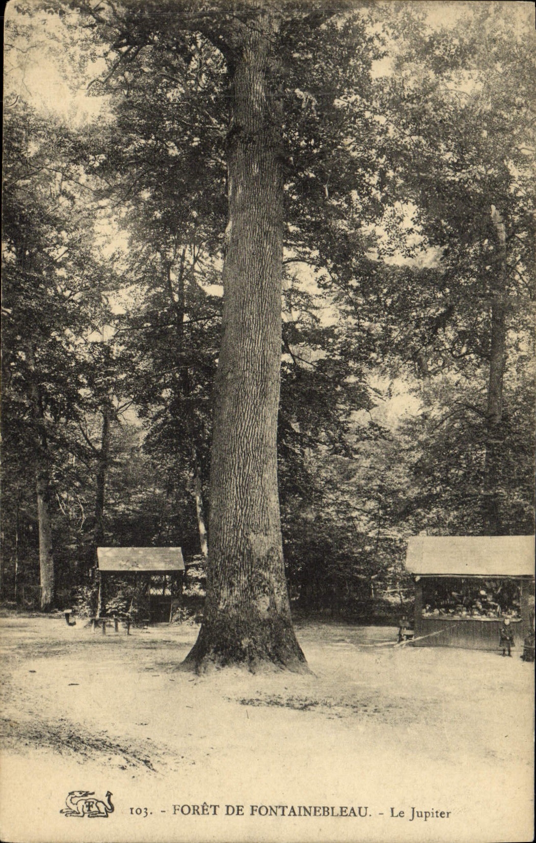 CPA Foret De Fontainebleau Le Jupiter Arhre