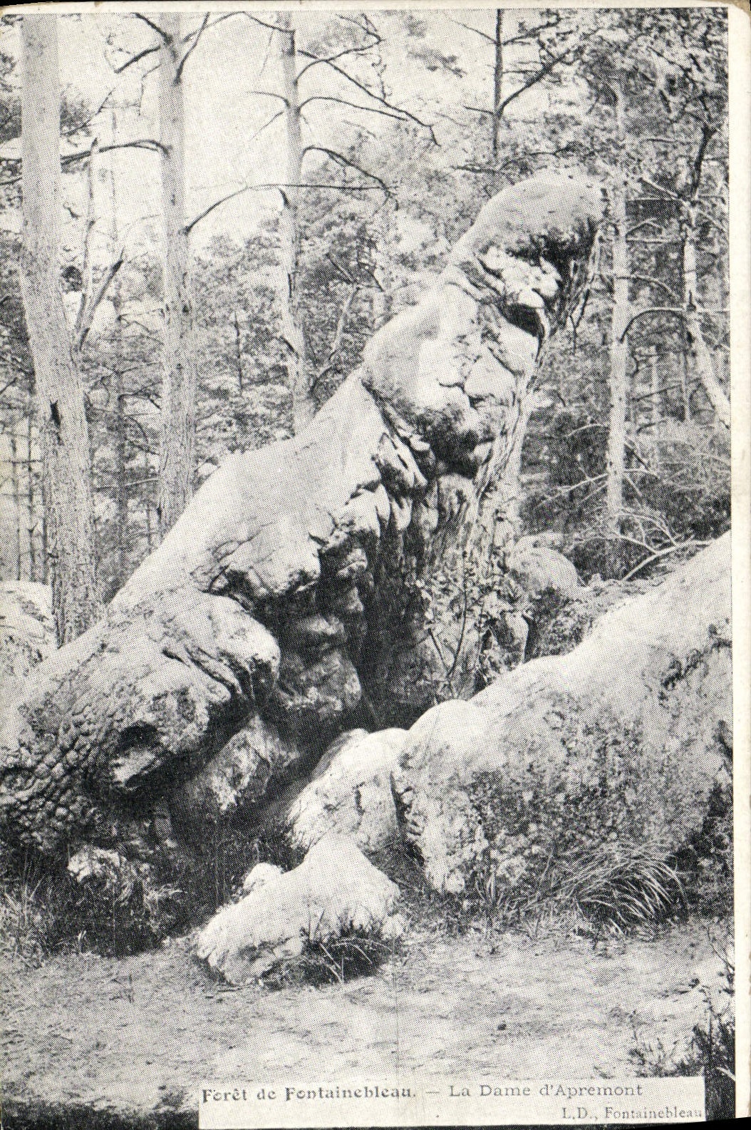 CPA Foret De Fontainebleau La Dame D'Aprernont