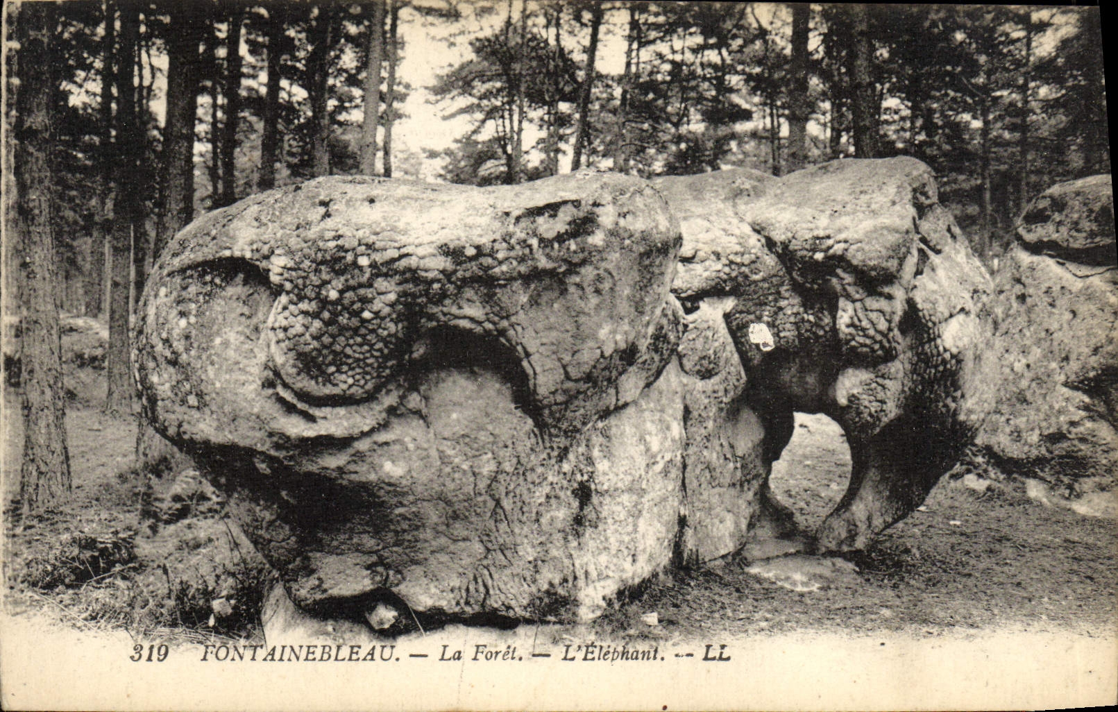 CPA Fontainebleau La Foret L'Elephant Elephant