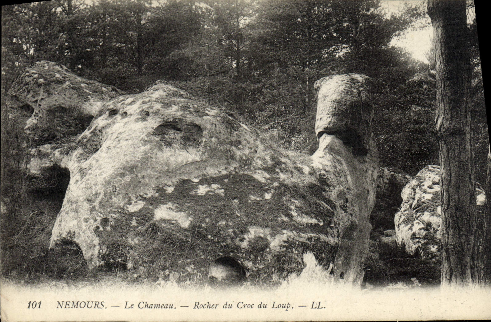 VINTAGE POSTCARD Nemours the Camel Rock Of the Hook Of the Wolf