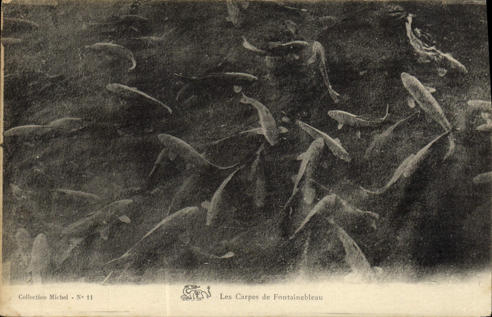 CPA Les Carpes De Fontainebleau Poissons 
