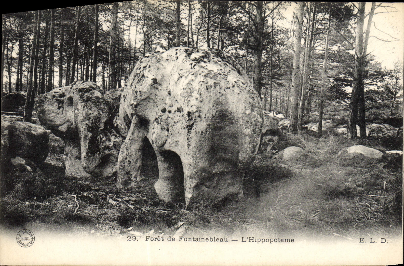 CPA Foret De Fontainebleau L'Hippopotame Hippopotame