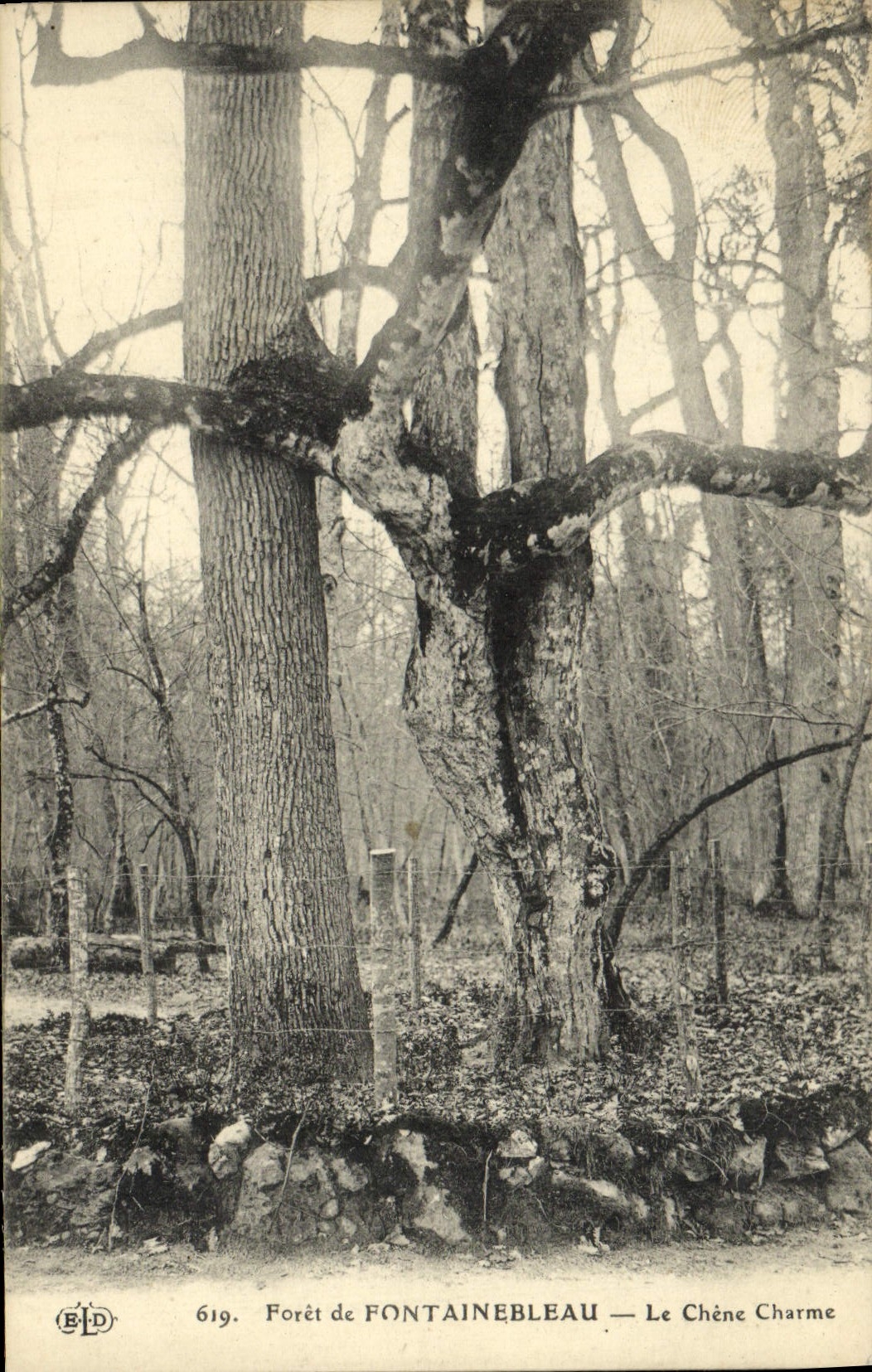 VINTAGE POSTCARD Foret De Fontainebleau the Oak Charms