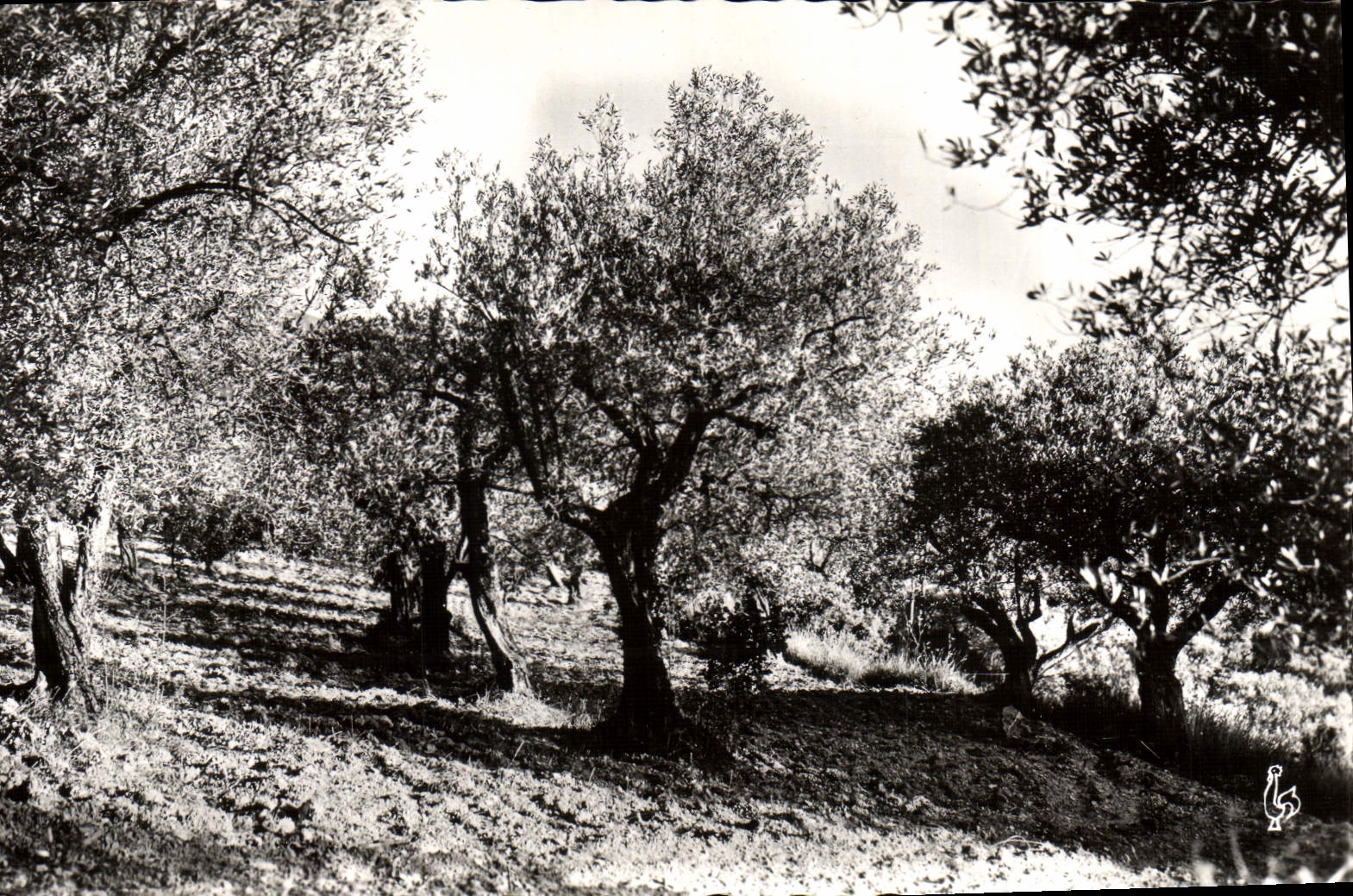 MODERN CARD Nyons Field of Olive-trees