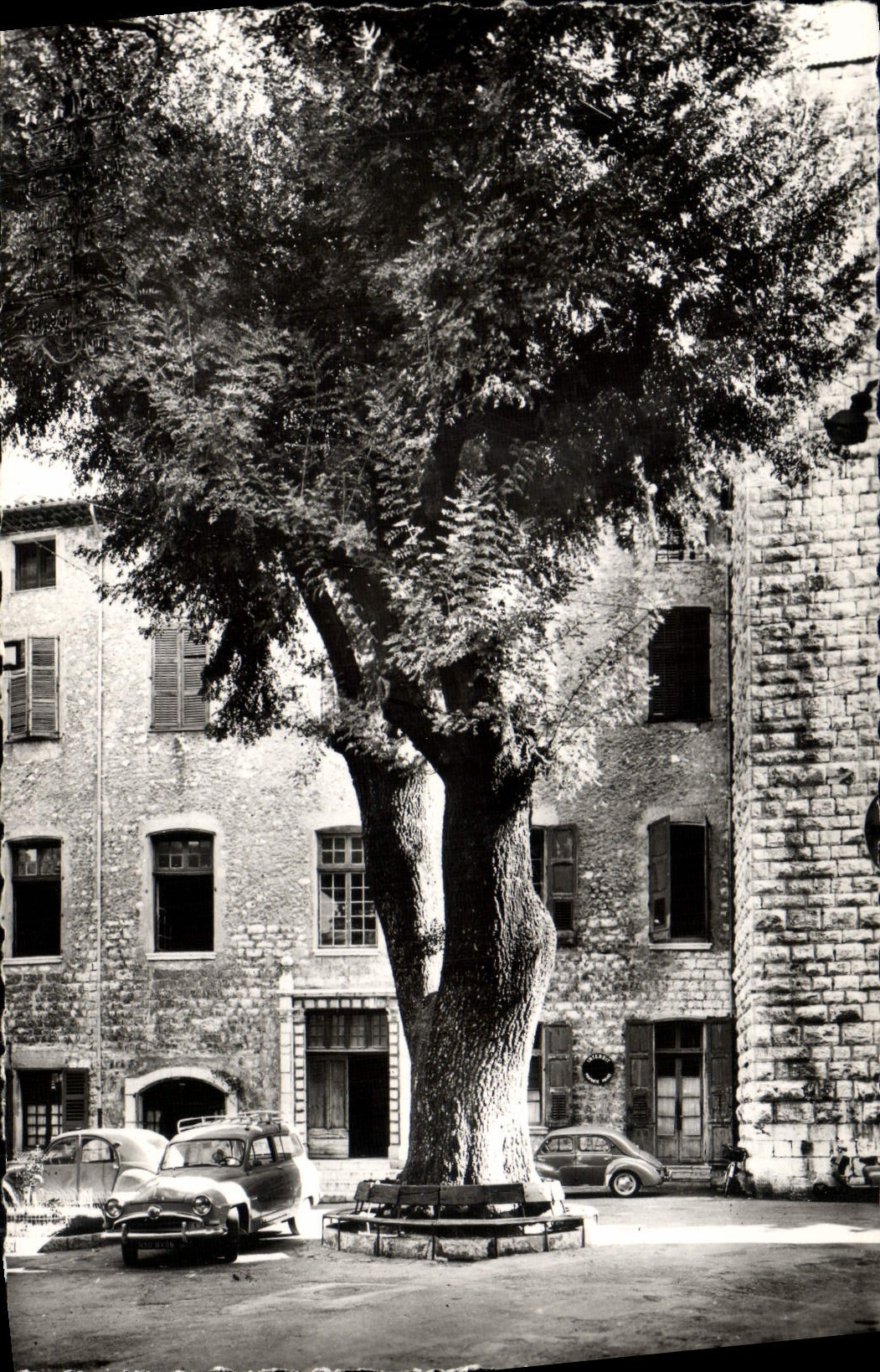 CPM Vence la Jolie Place du Frene arbre plante par Francois 1er