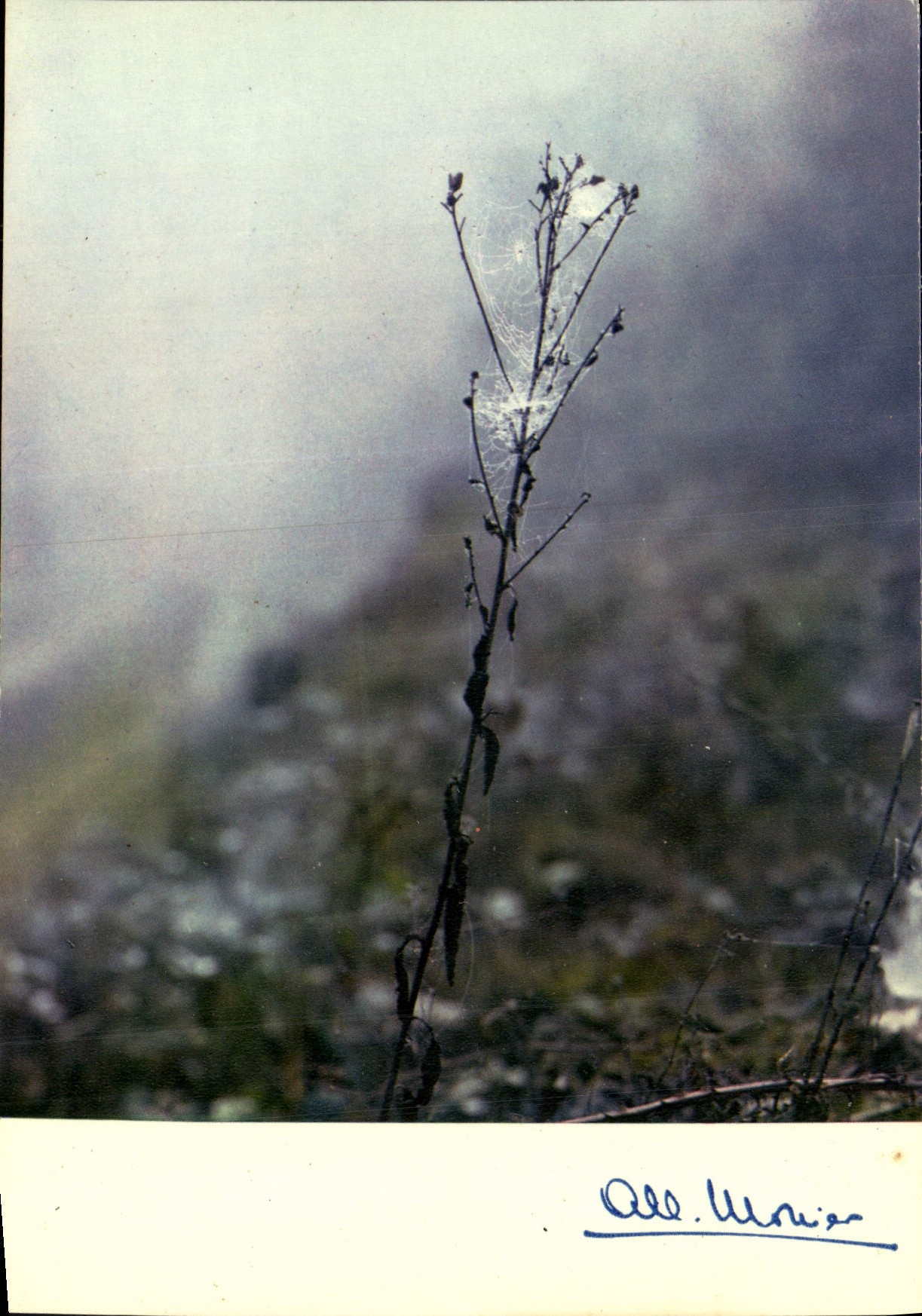 CPM Toile d'araignee