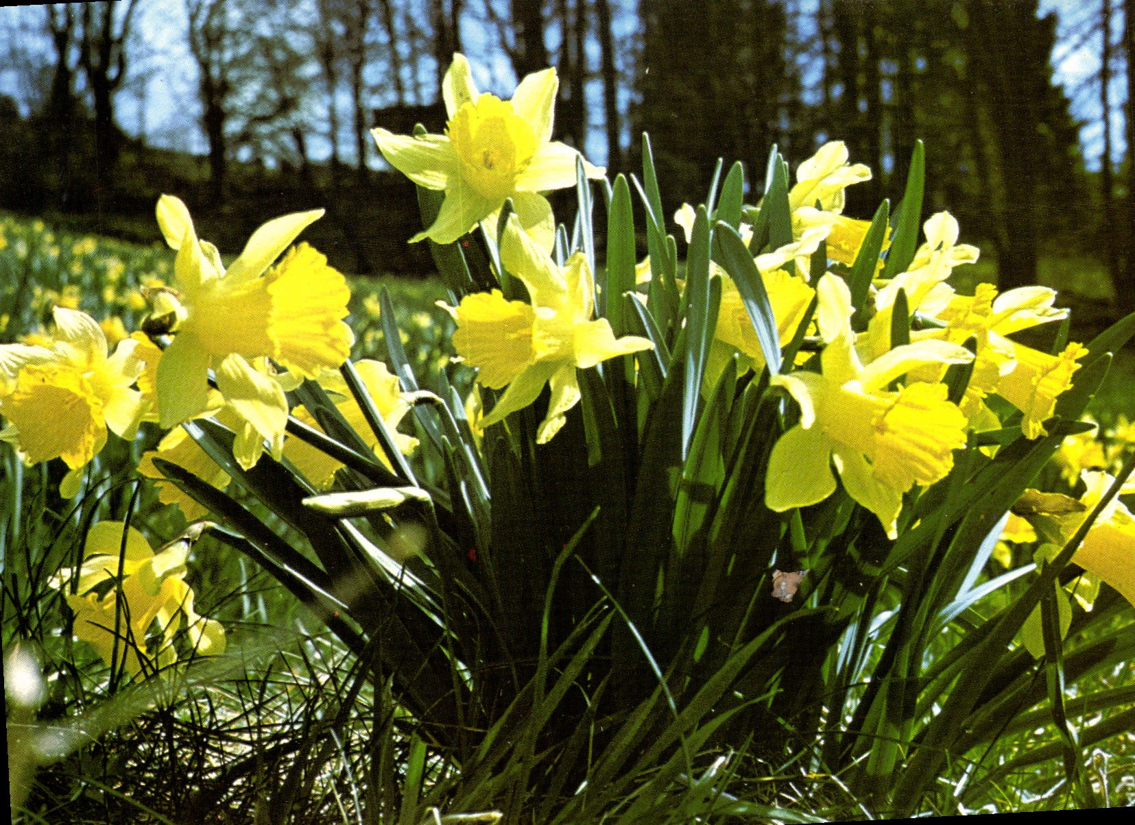 MODERN CARD Gerardmer Bouquet Of Jonquils In Close Flowers