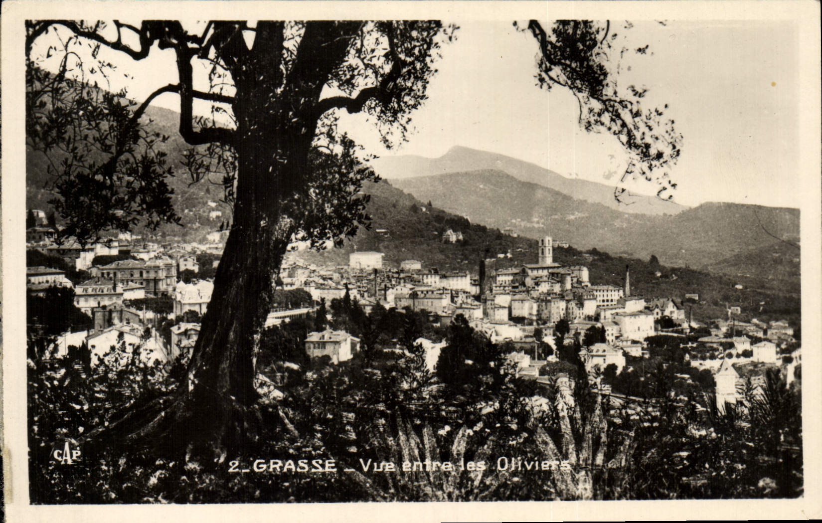 POSTAL MODERNA Aceituna-árboles grasos de la visión